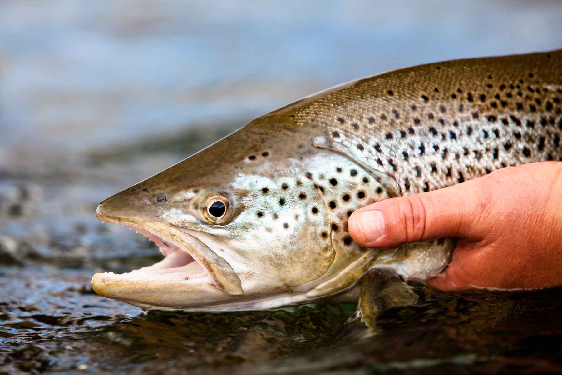 One of the Limay's big brown trout (photo: Chad Shmukler). Patagonia - Limay River Brown Trout