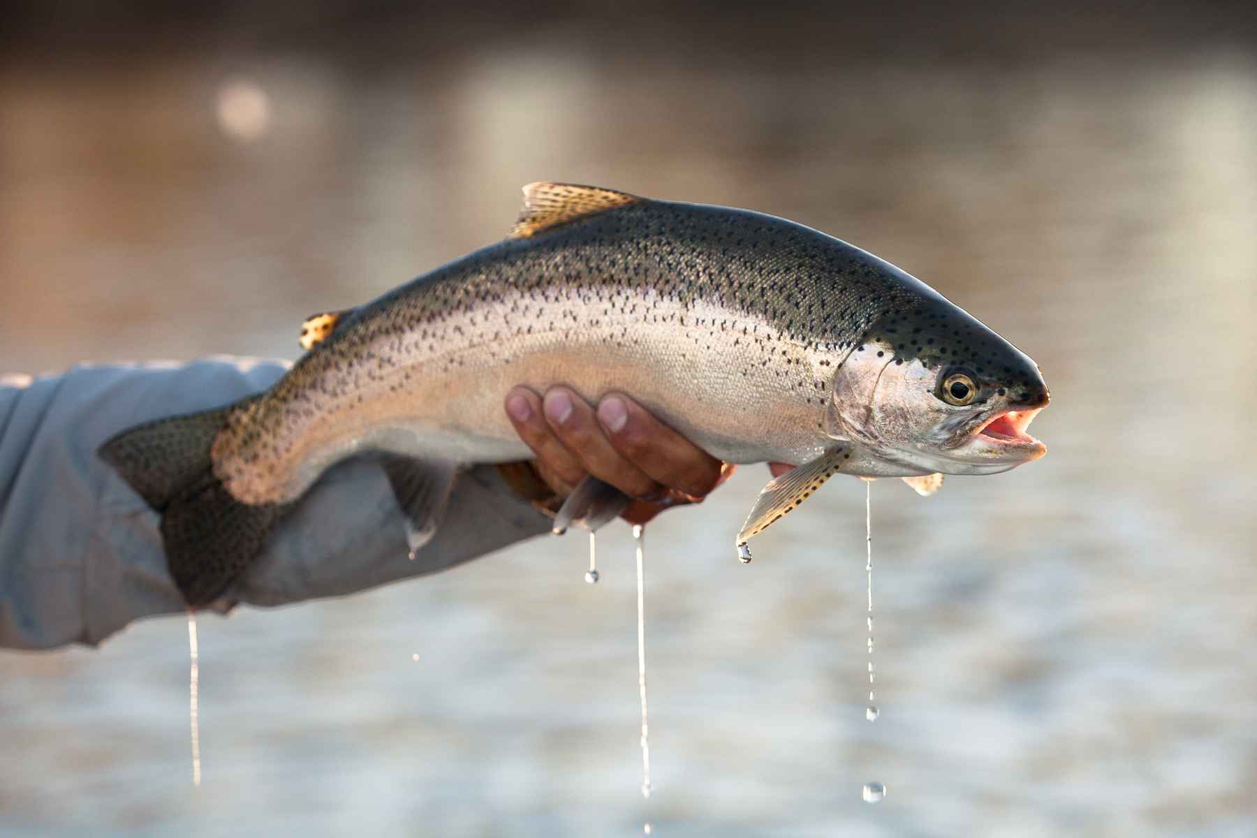 A fat, football shaped rainbow from the Collon Cura (photo: Chad Shmukler). Patagonia - Collon Cura River Rainbow Trout
