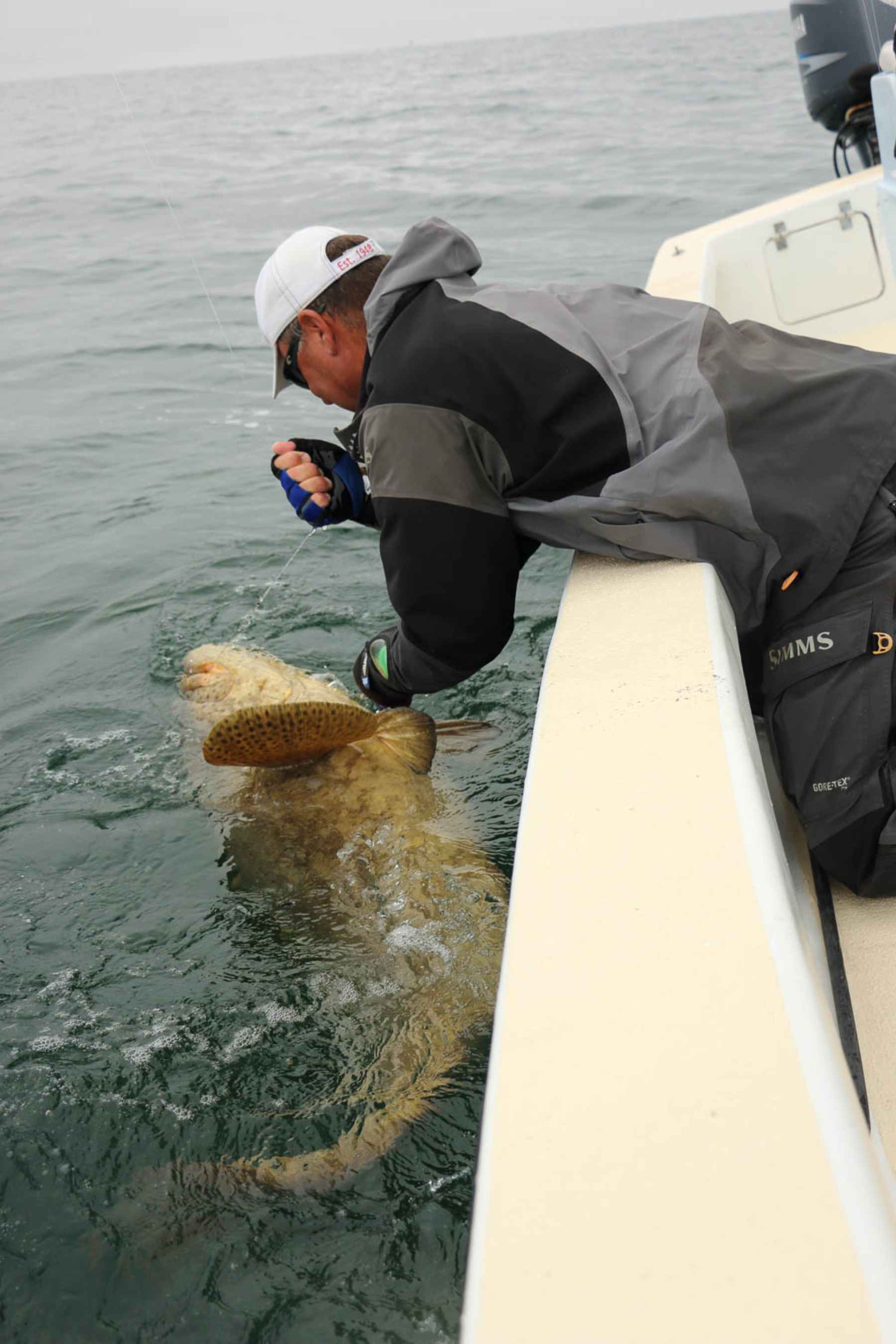 goliath grouper