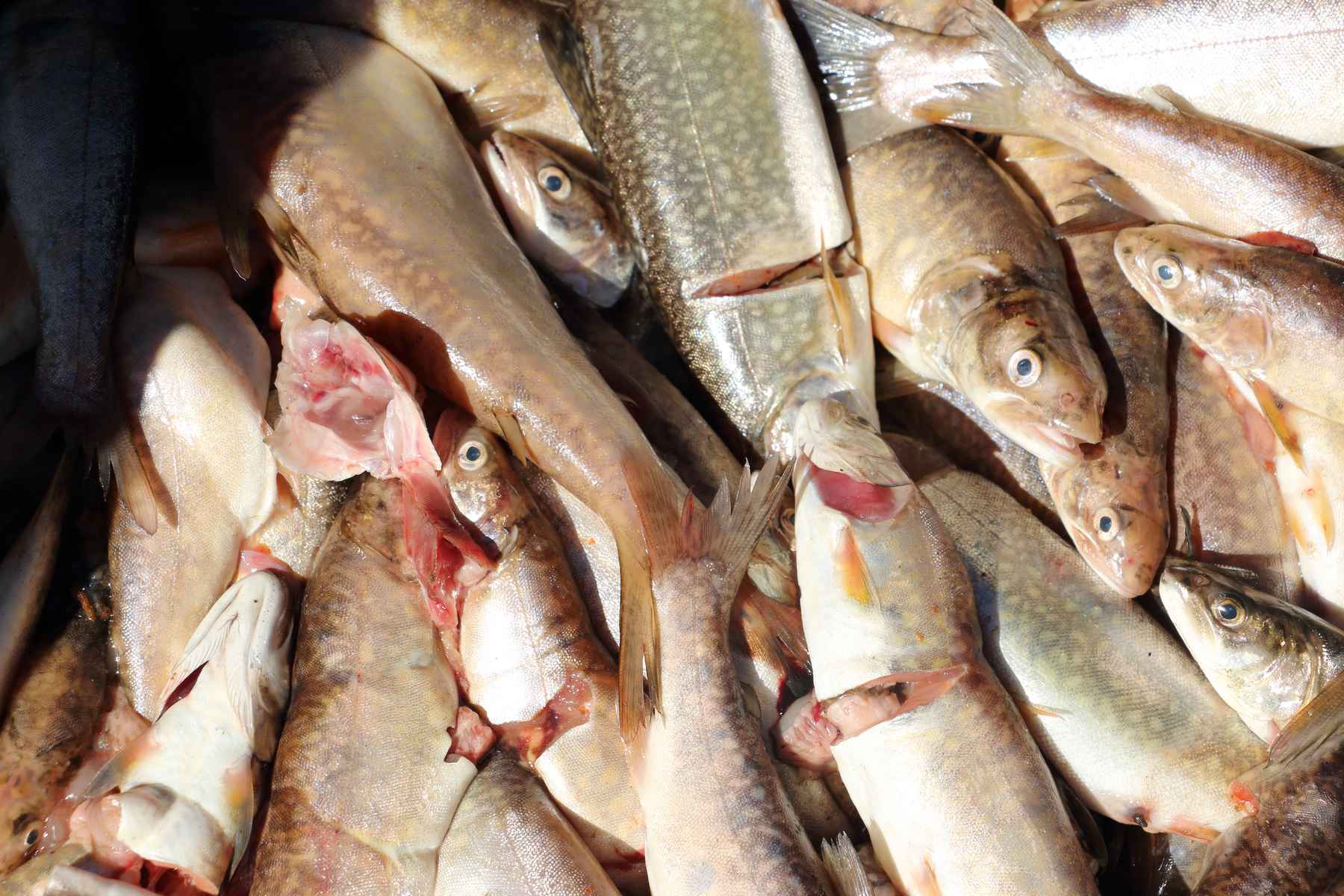 lake trout gillnet in yellowstone lake