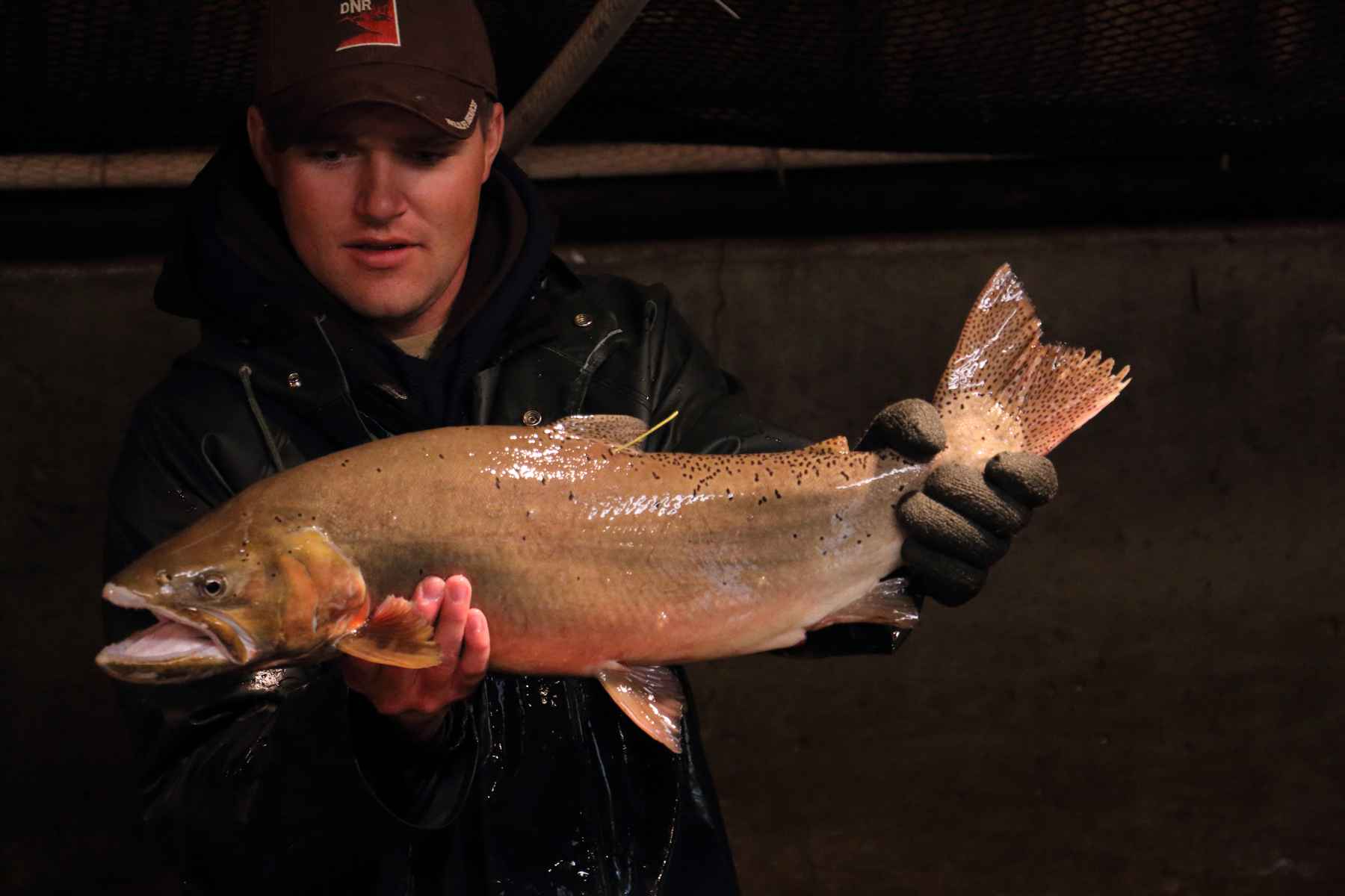 utah division of wildlife - bonneville cutthroat trout