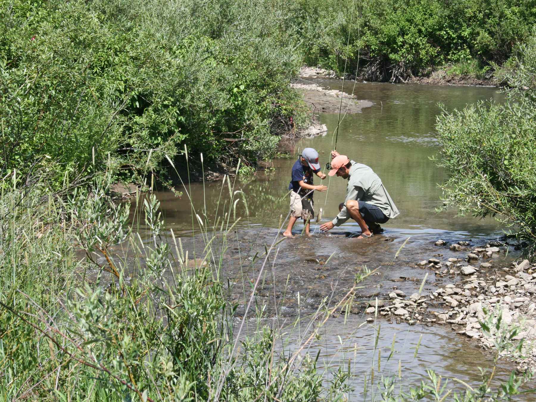 Native Yellowtone cutthroat trout returned to eastern Idaho’s Jackknife Creek to spawn less than a year after restoration work finished (photo: Kris Millgate). jackknife creek idaho restoration - yellowstone cutthroat trout