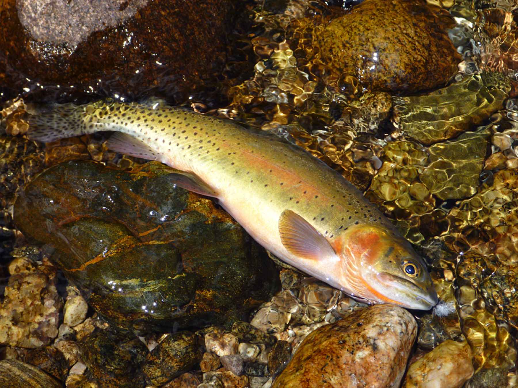 Greenback cutthroat trout from Rocky Mountain National Park (photo: Chad Love). Greenback cutthroat trout- Rocky Mountain National Park