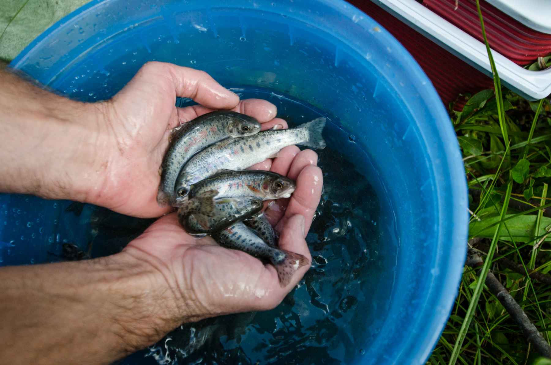 Greenback Cutthroat Trout