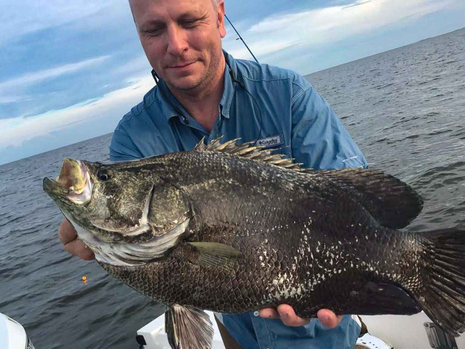 A hauled-in tripletail (photo: Shane Townsend). tripletail fish