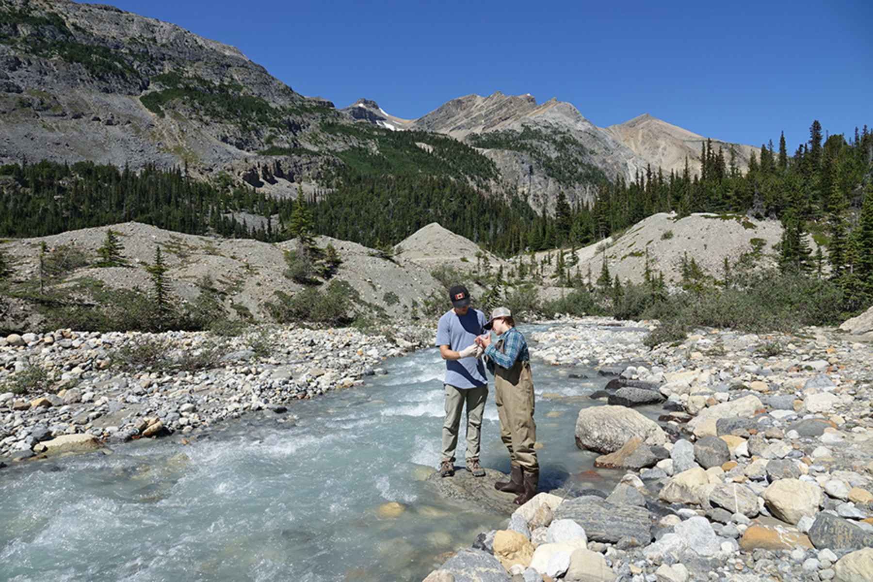 glacial stream coming off the Bow Glacier in Banff National Park