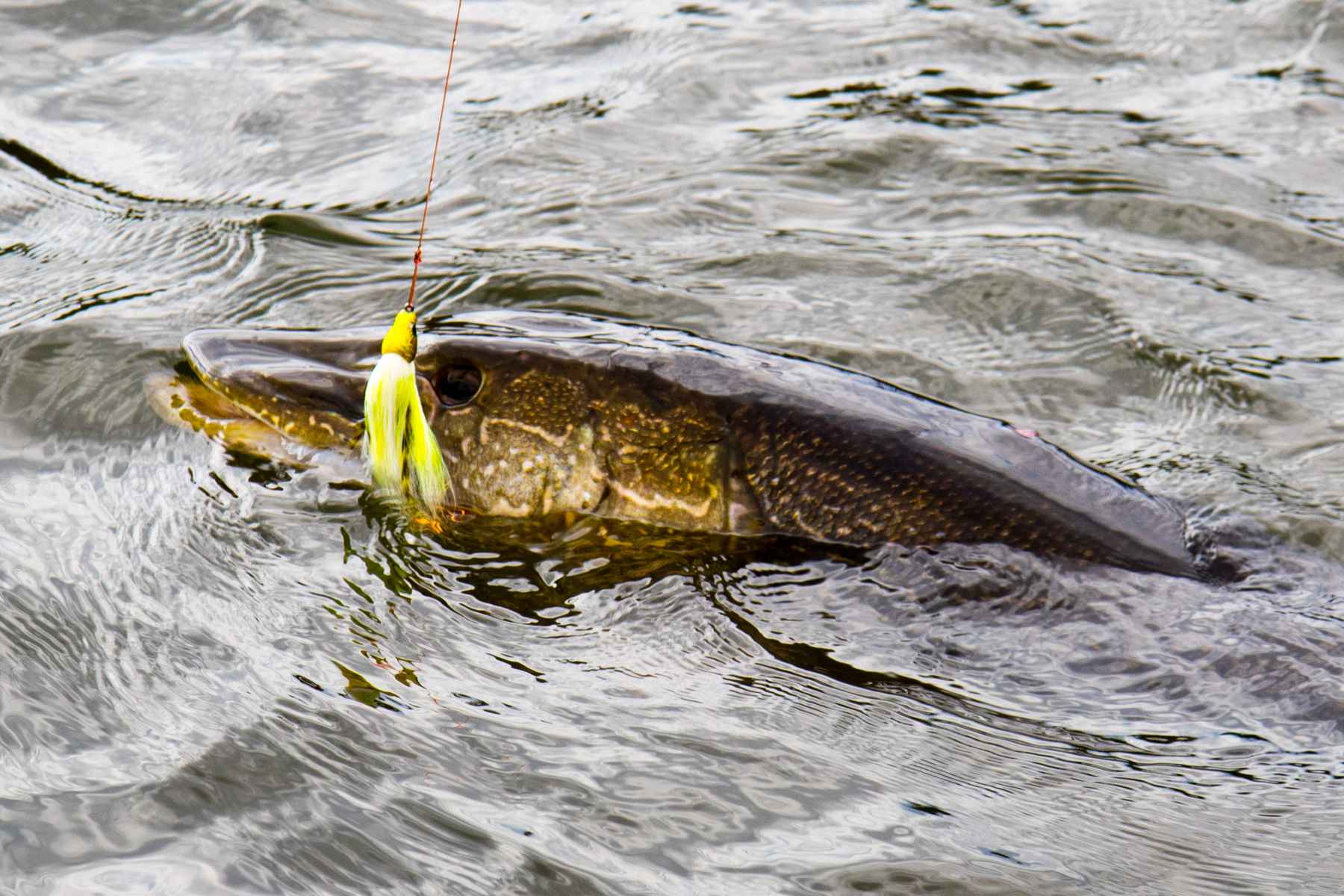 pike