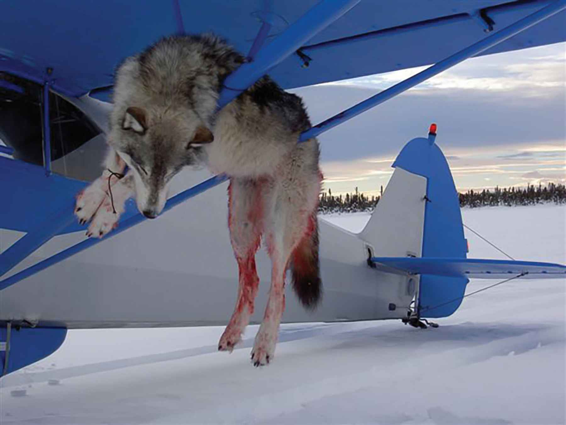Photo: Alaska Department of Fish and Game wolf and plane