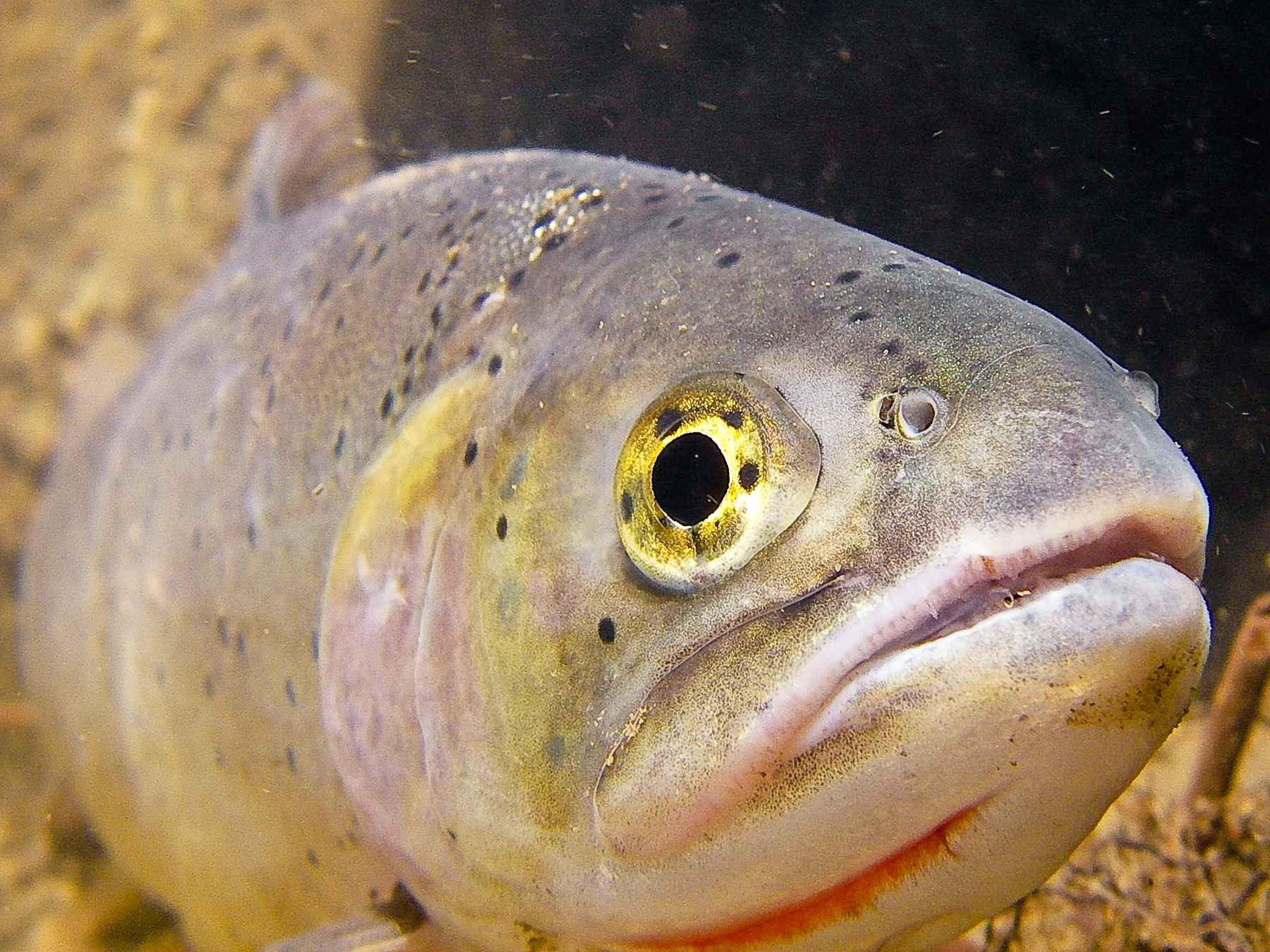 Yellowstone Cutthroat Underwater