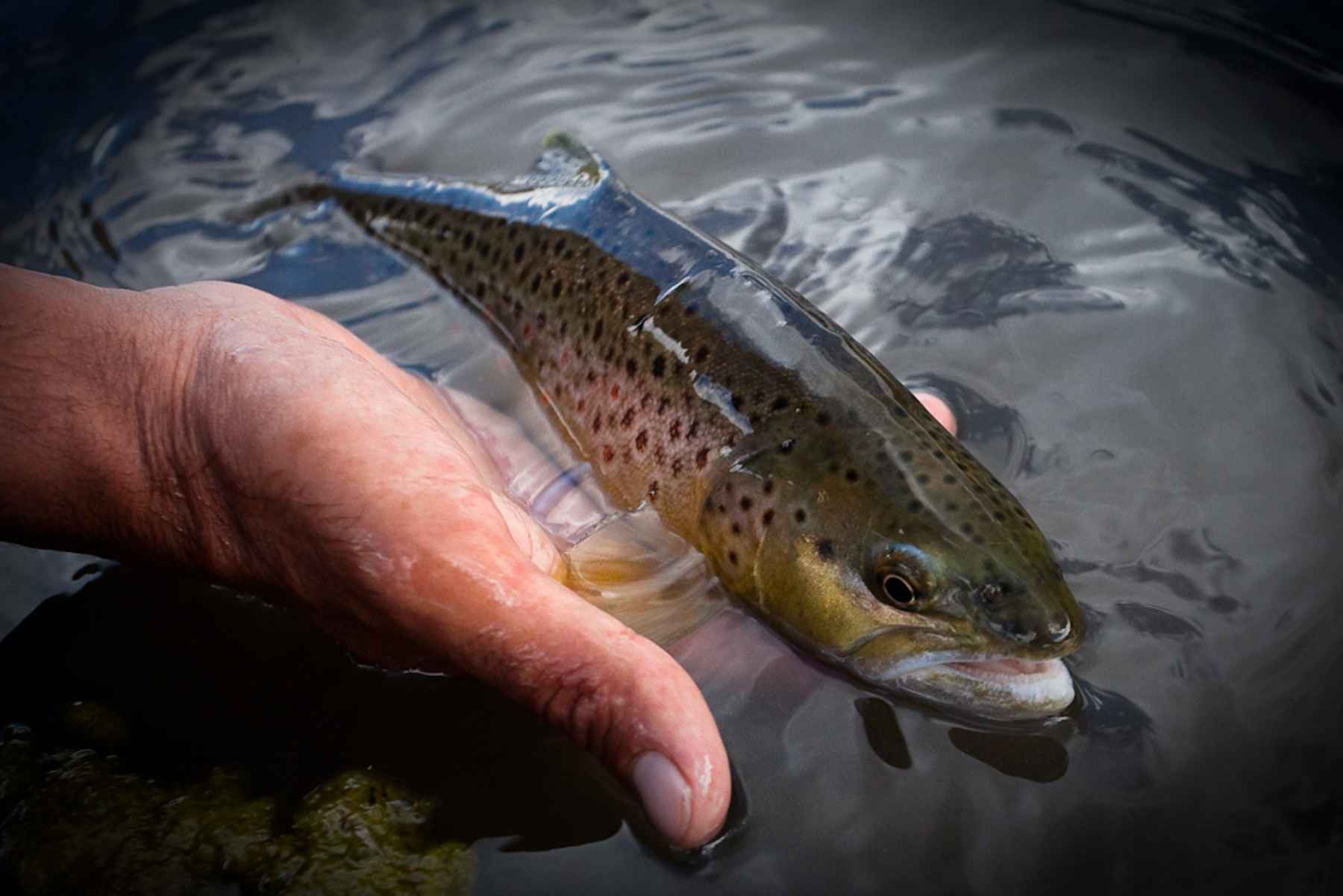 Catch and release sign