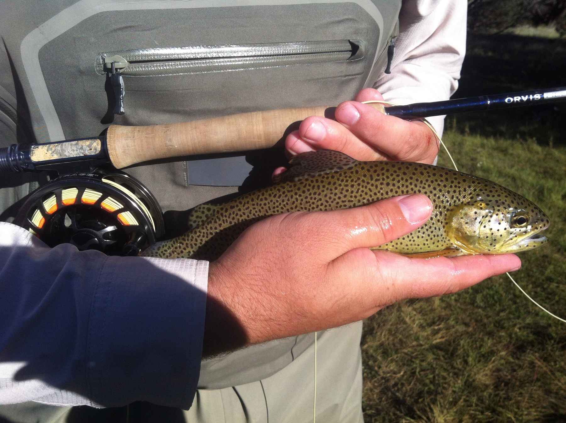 apache trout apache trout