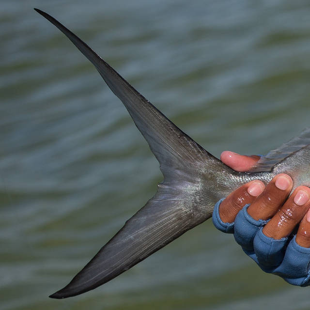 Permit Tail - Palometa Club - Ascension Bay, Mexico