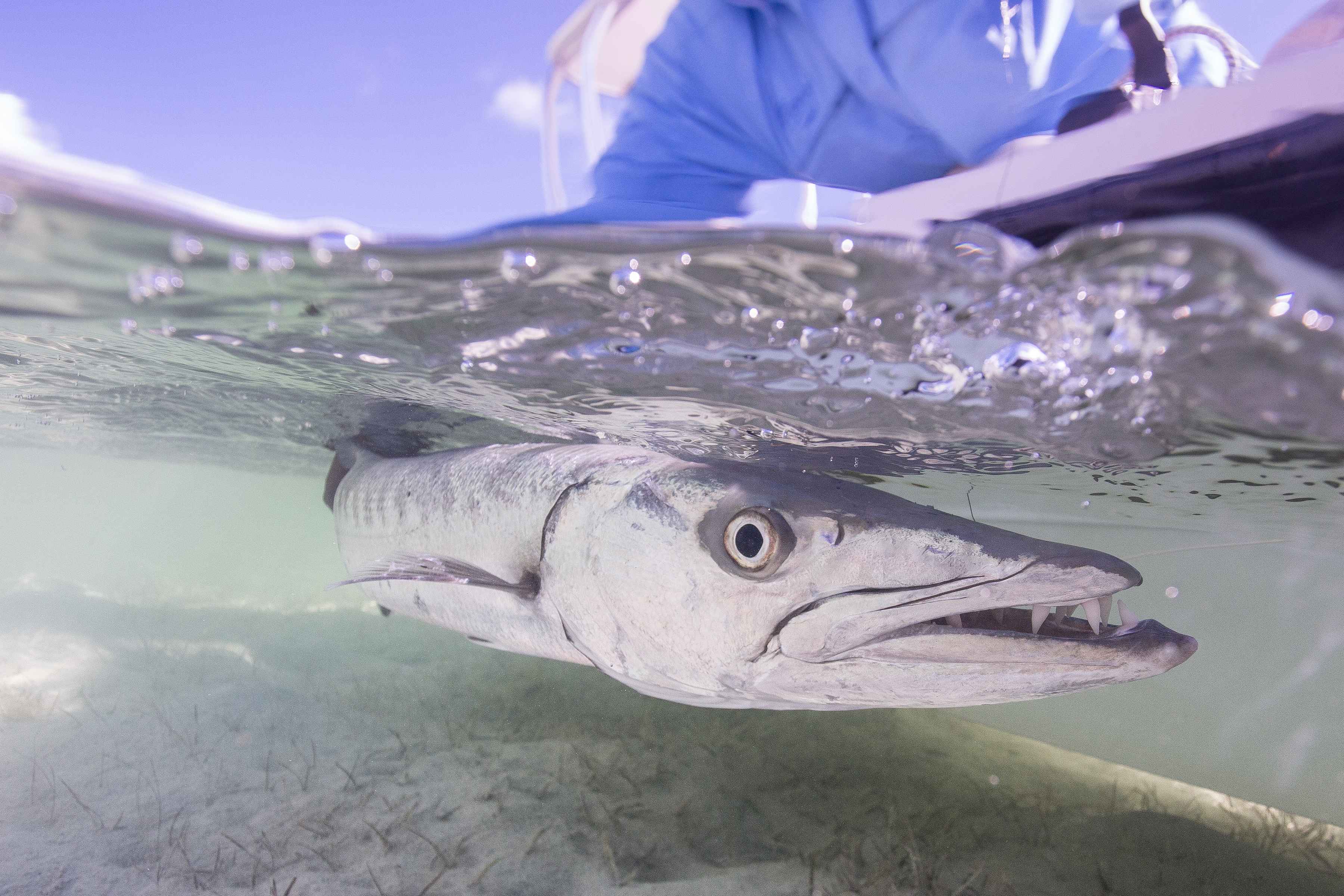 andros island bahamas barracuda