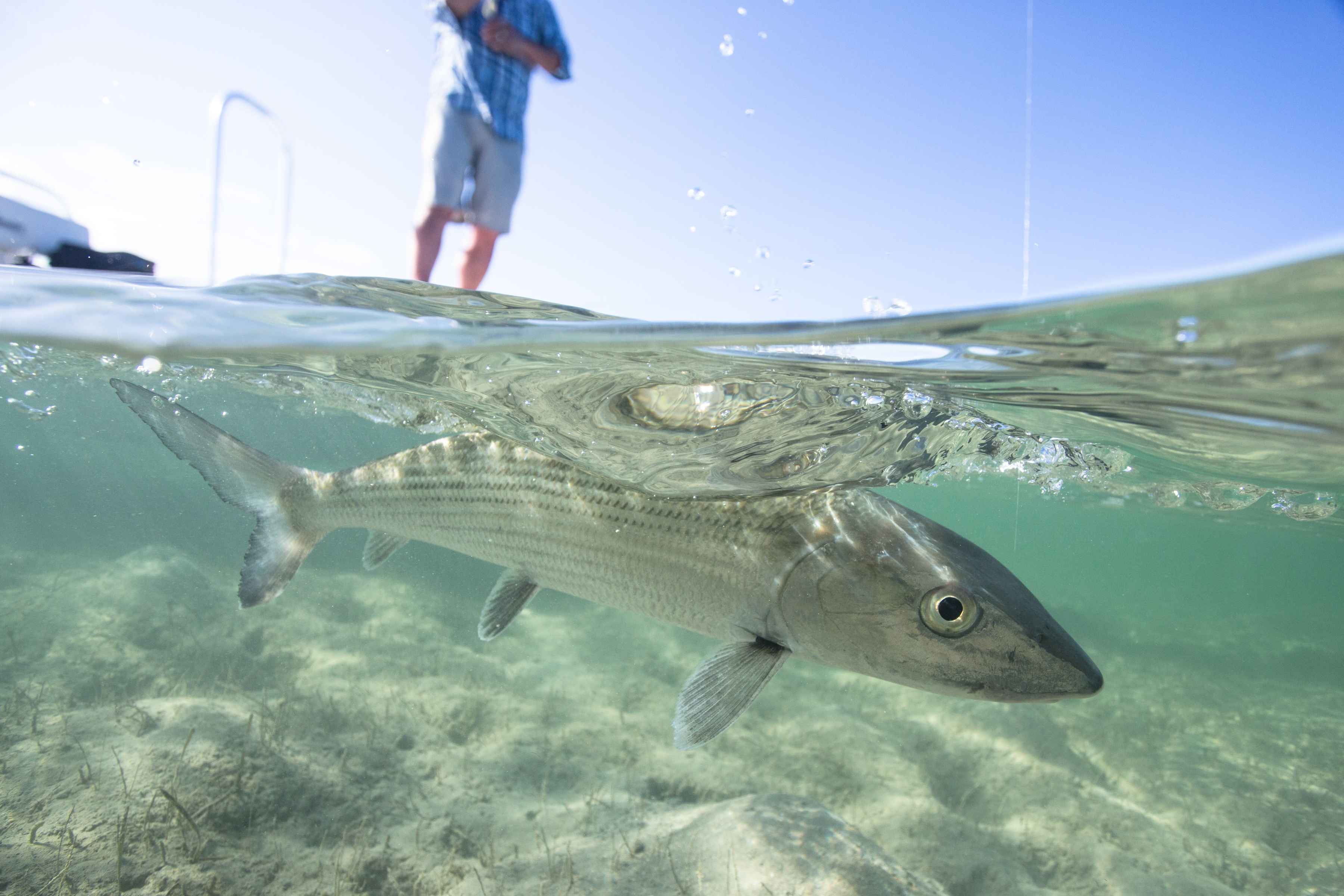 Almost in! An Andros Island bonefish (photo: Chad Shmukler). andros island bonefish