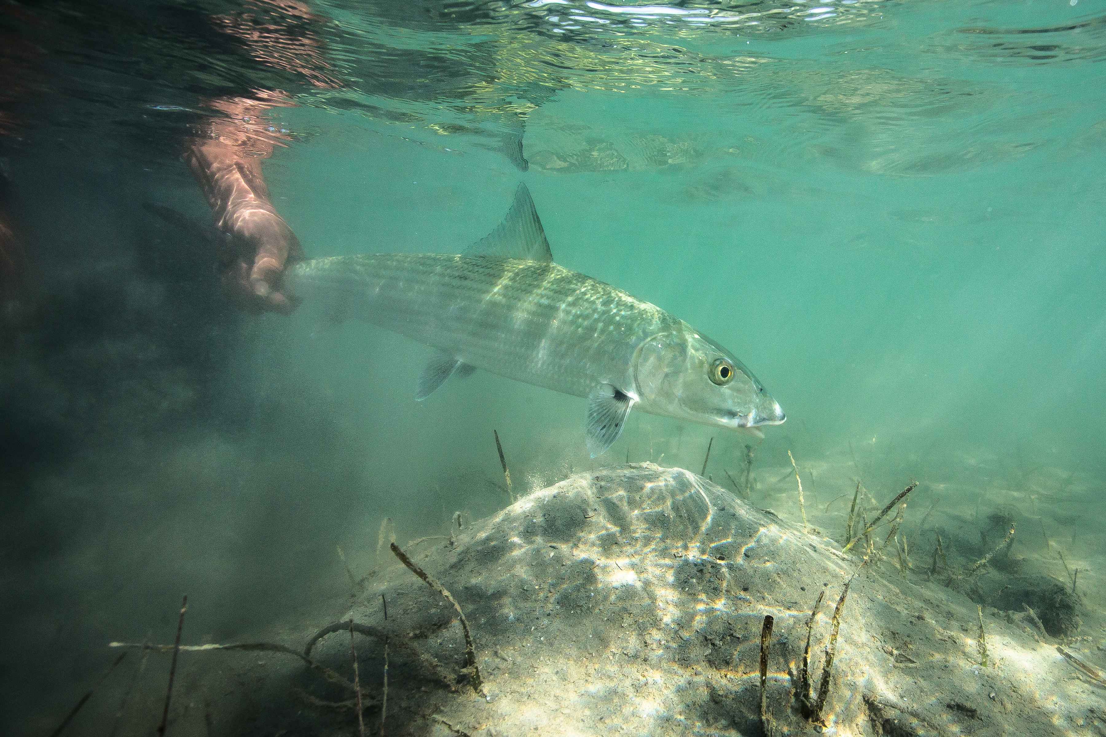 Photo: Chad Shmukler bahamas bonefish