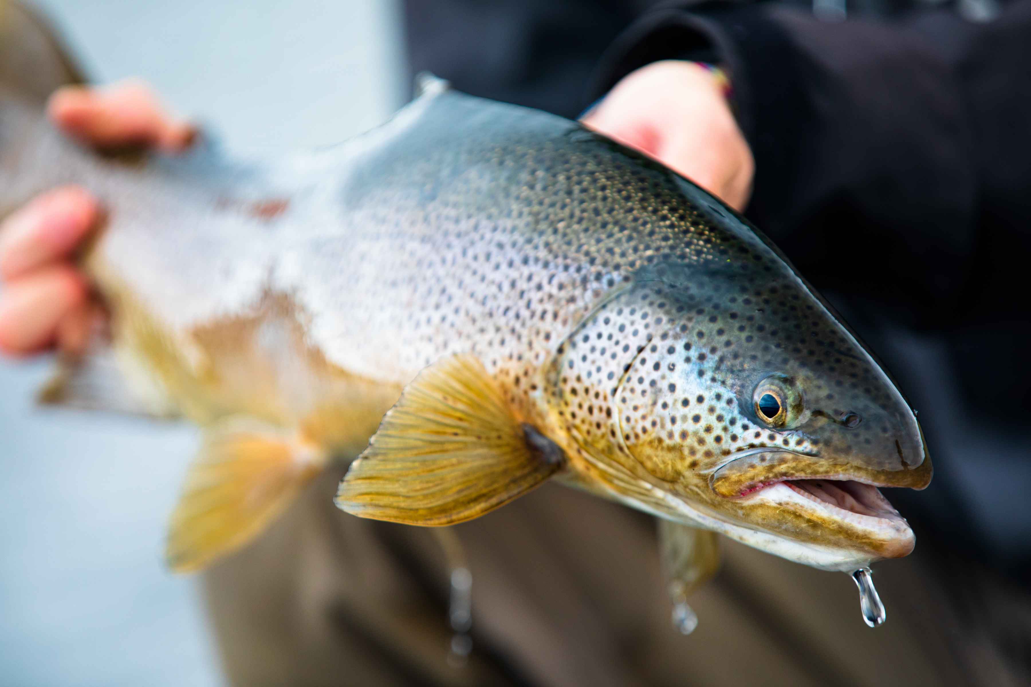Photo: Chad Shmukler icelandic brown trout