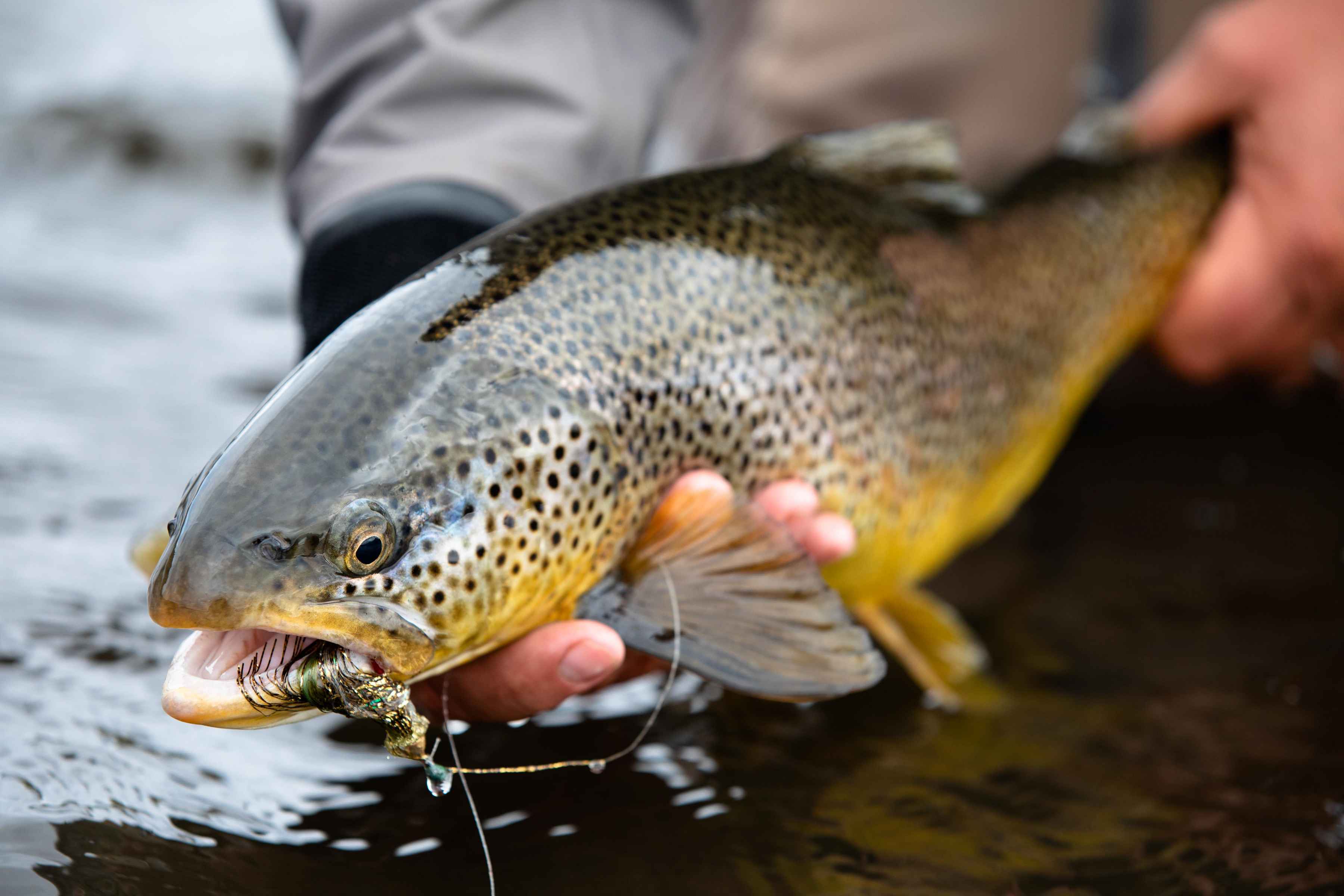iceland brown trout