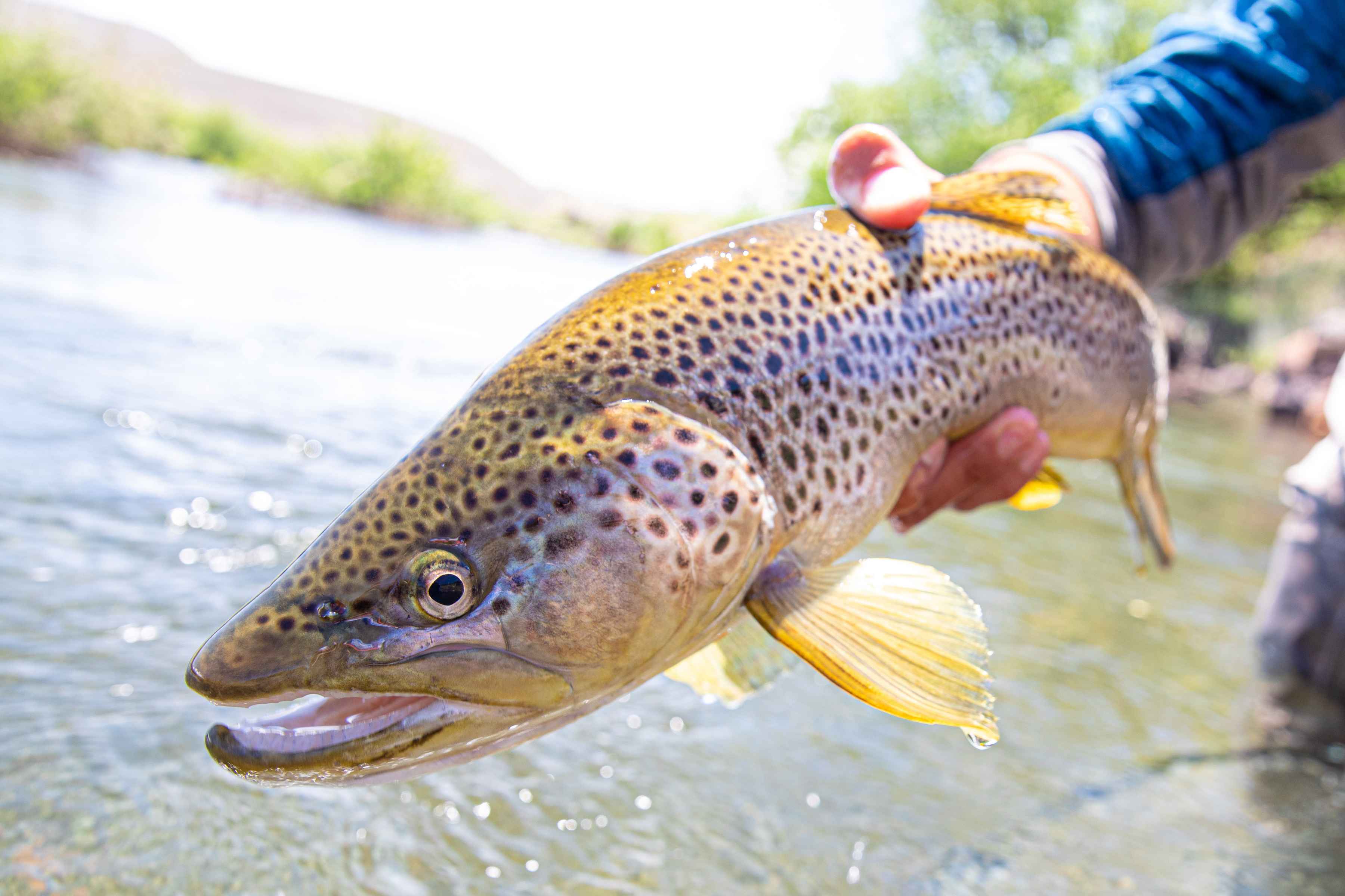 brown trout | patagonia | copyright chad j. shmukler