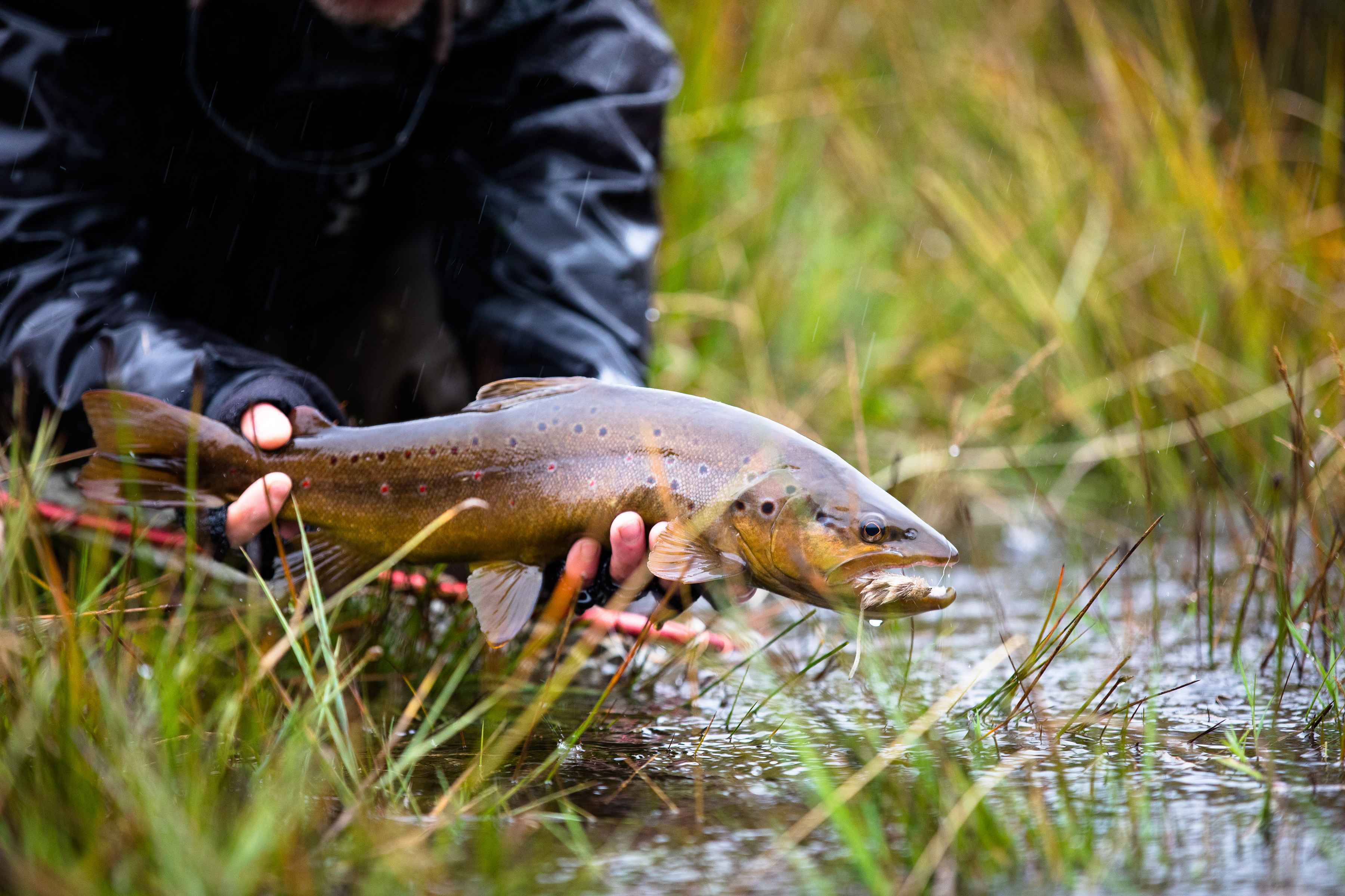 spring creek brown trout