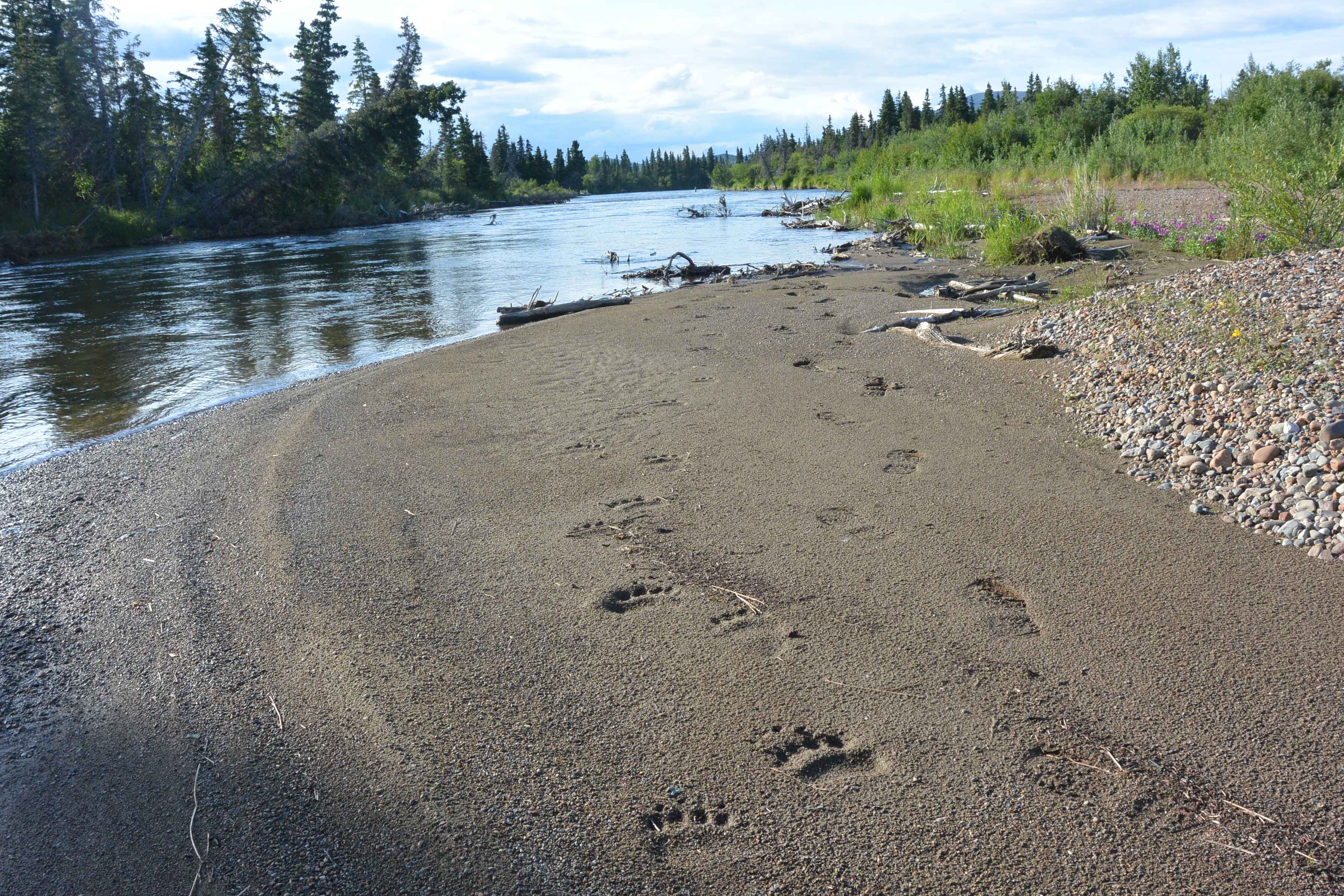 bear tracks alaska