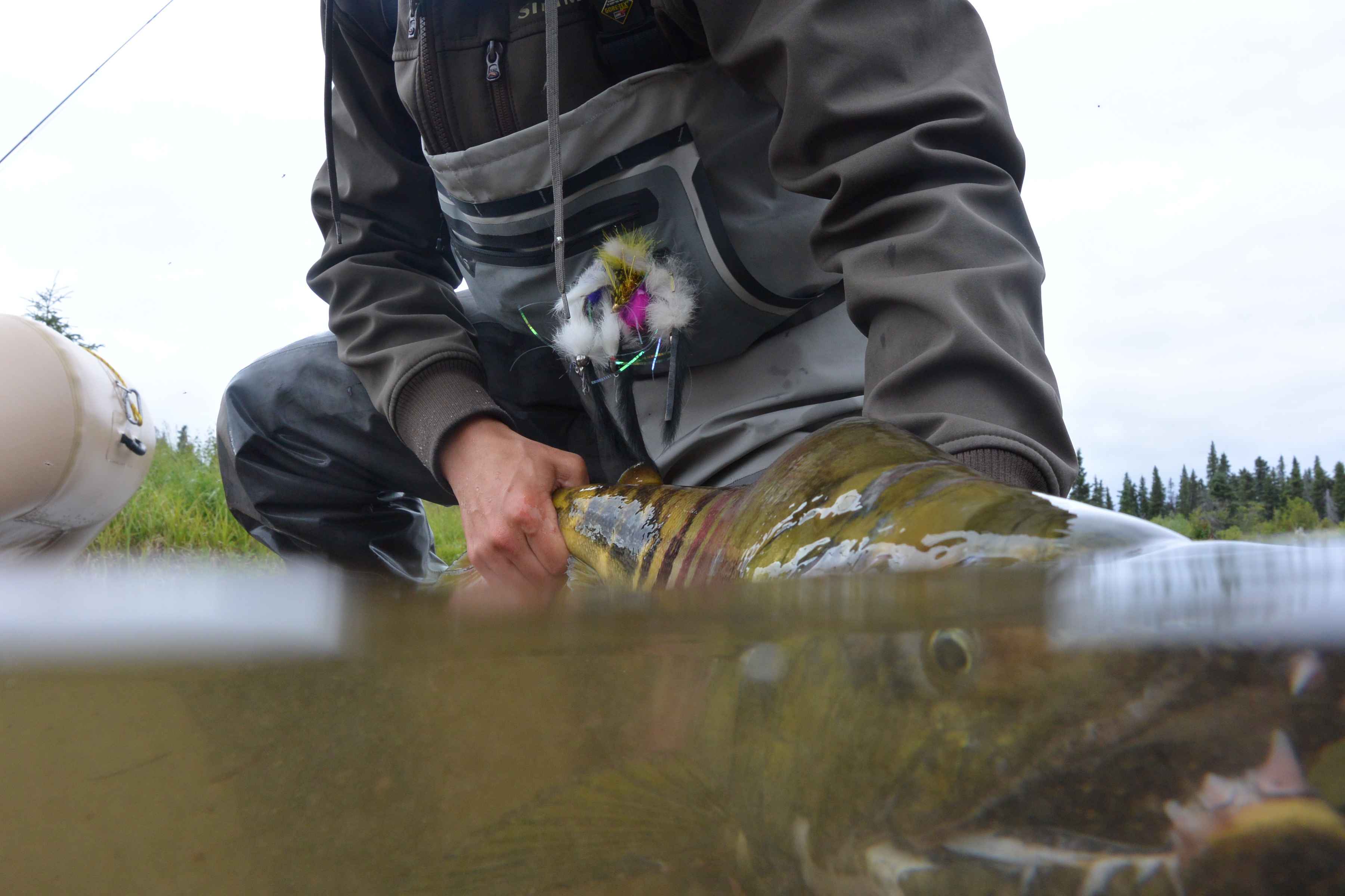 chum salmon alaska fly fishing