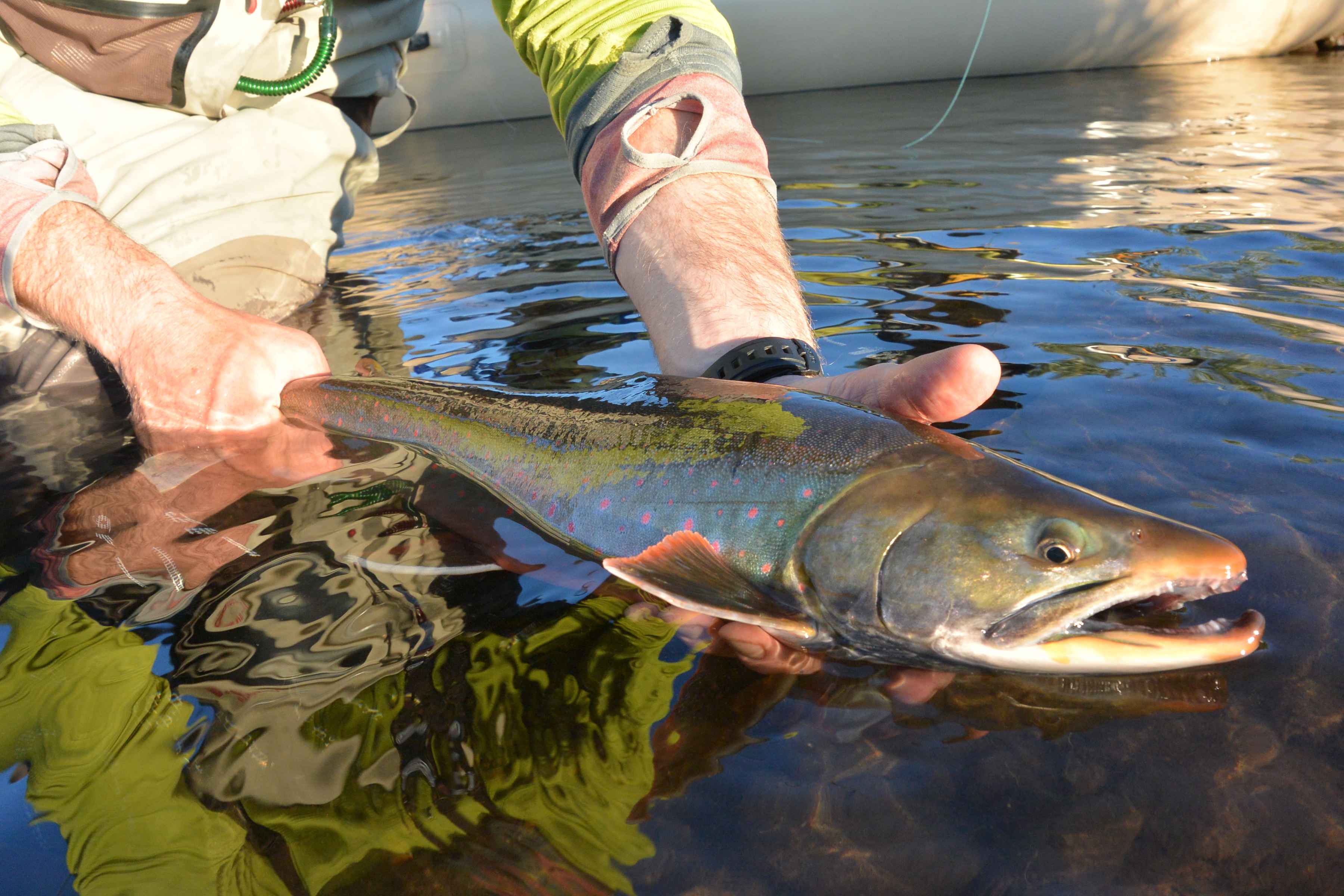 dolly varden alaska fly fishing