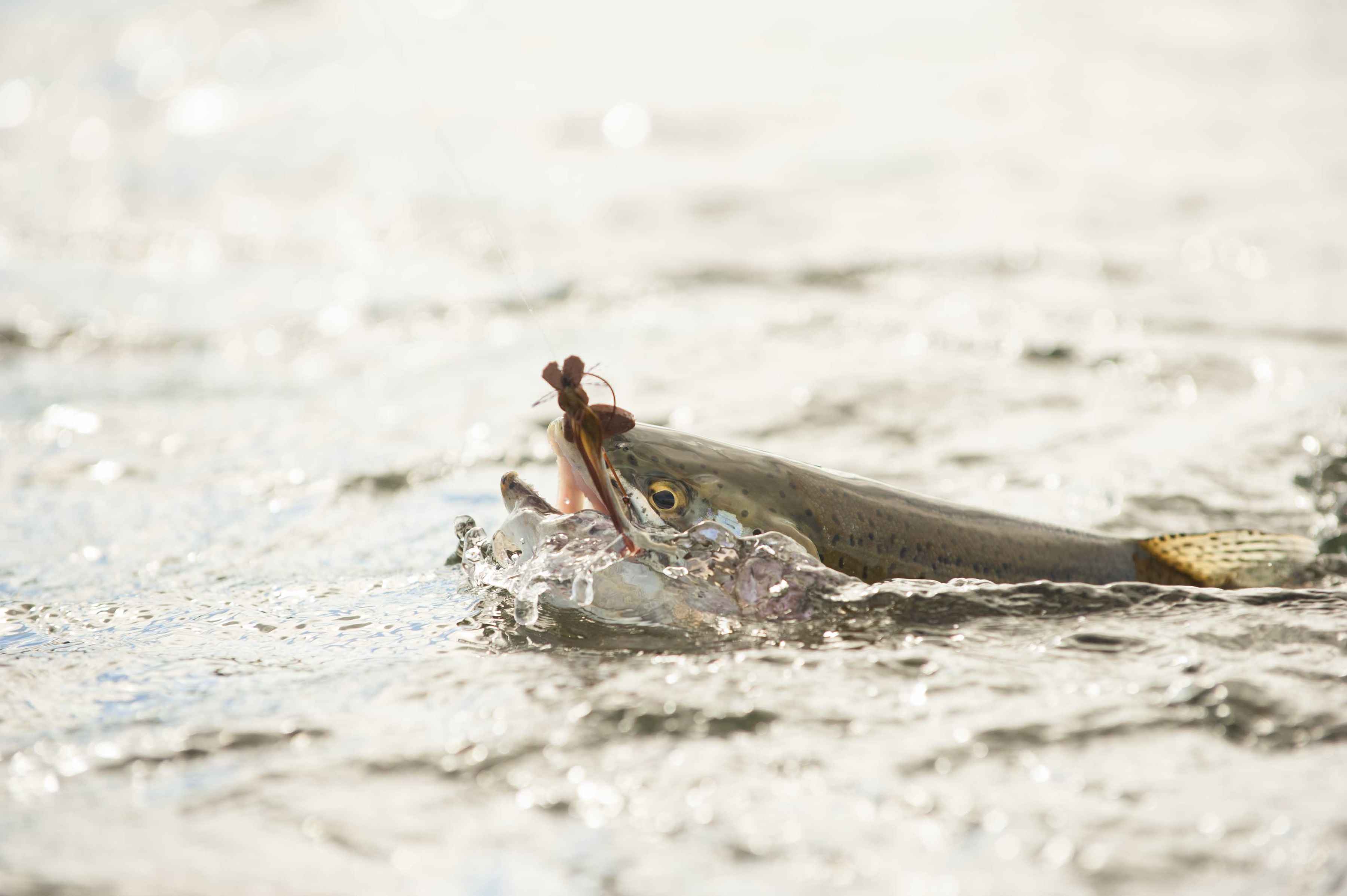 mouse-eating Kamchatka rainbow