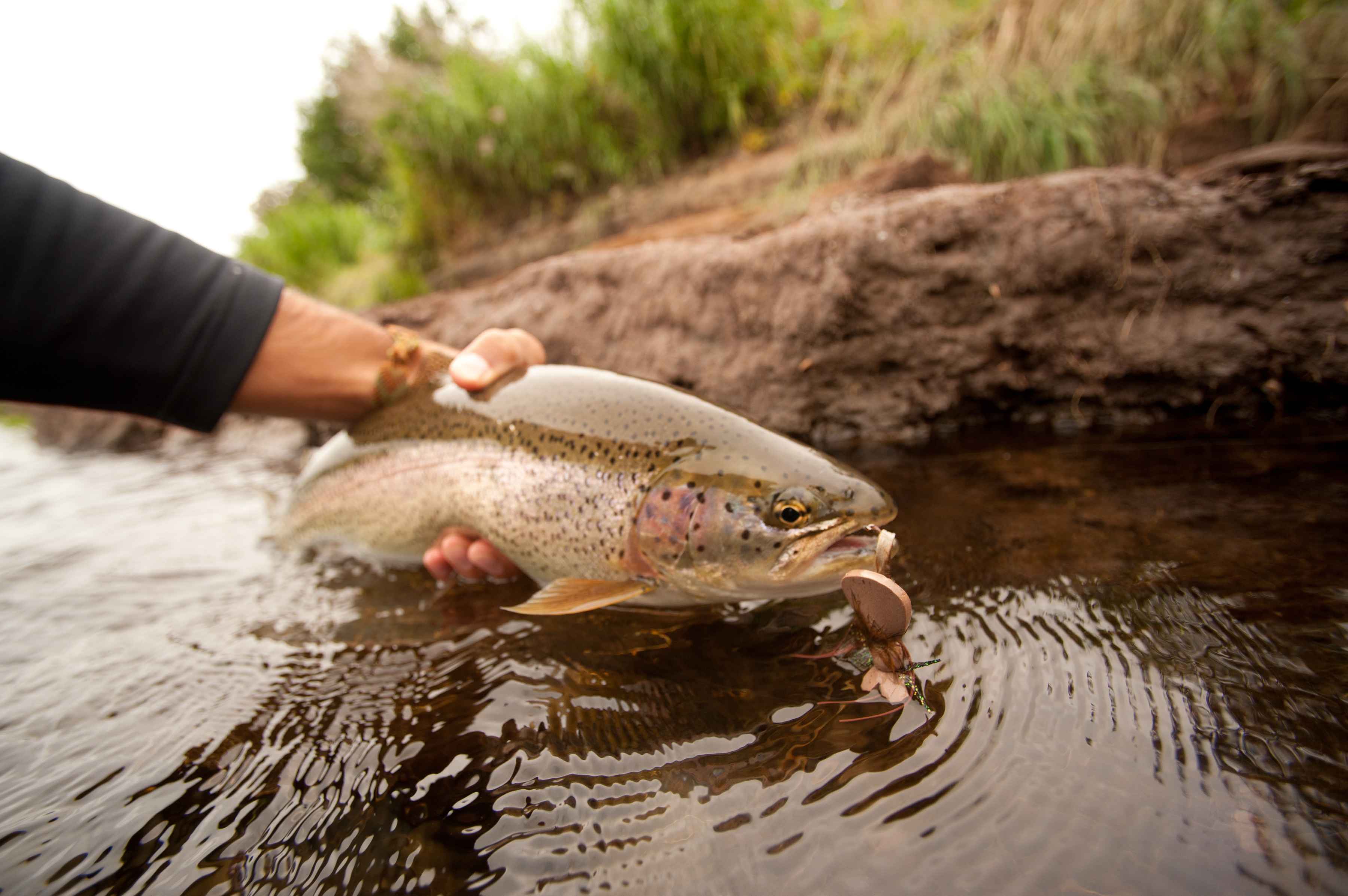 mouse fishing kamchatka rainbow trout