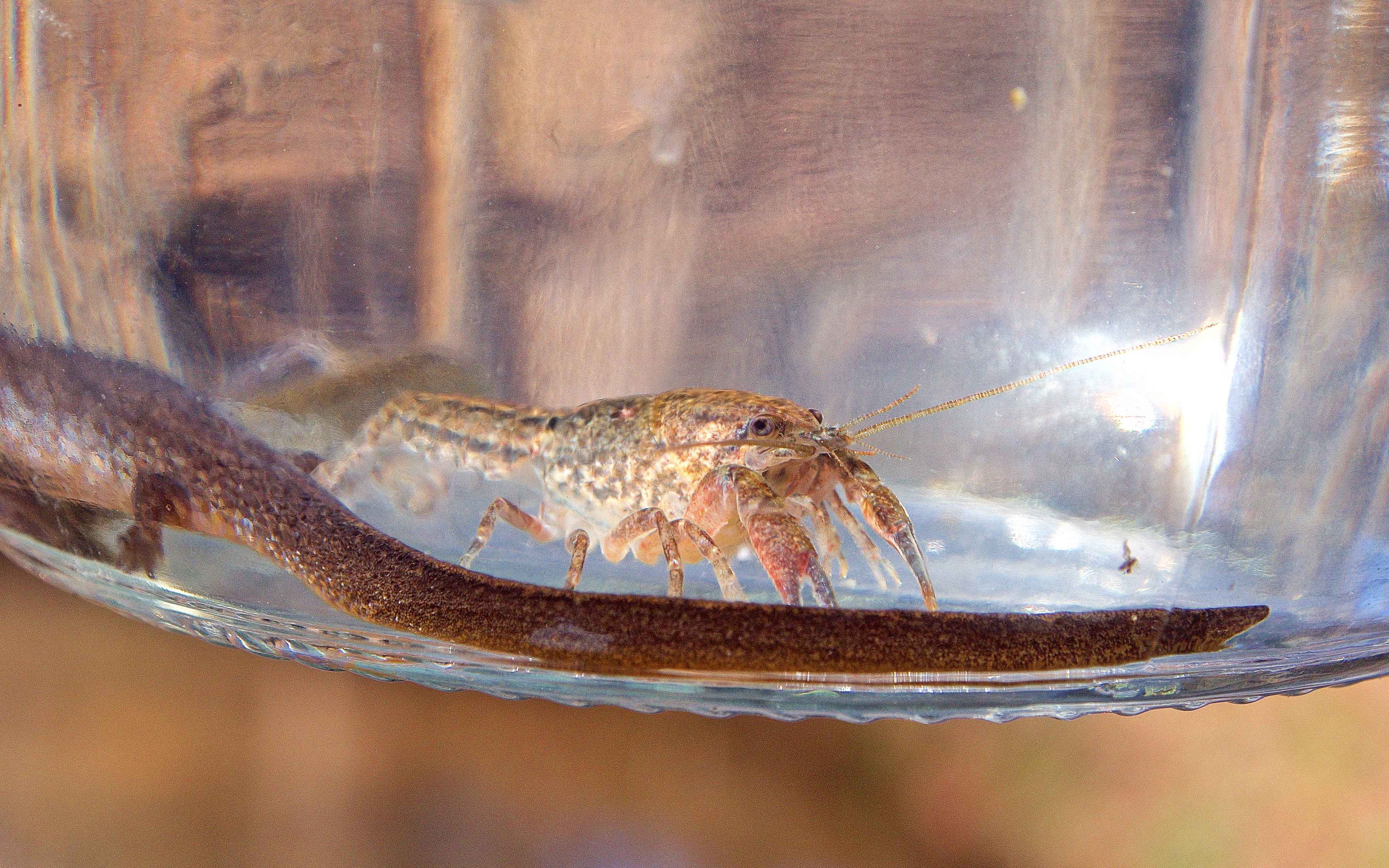 crayfish in jar