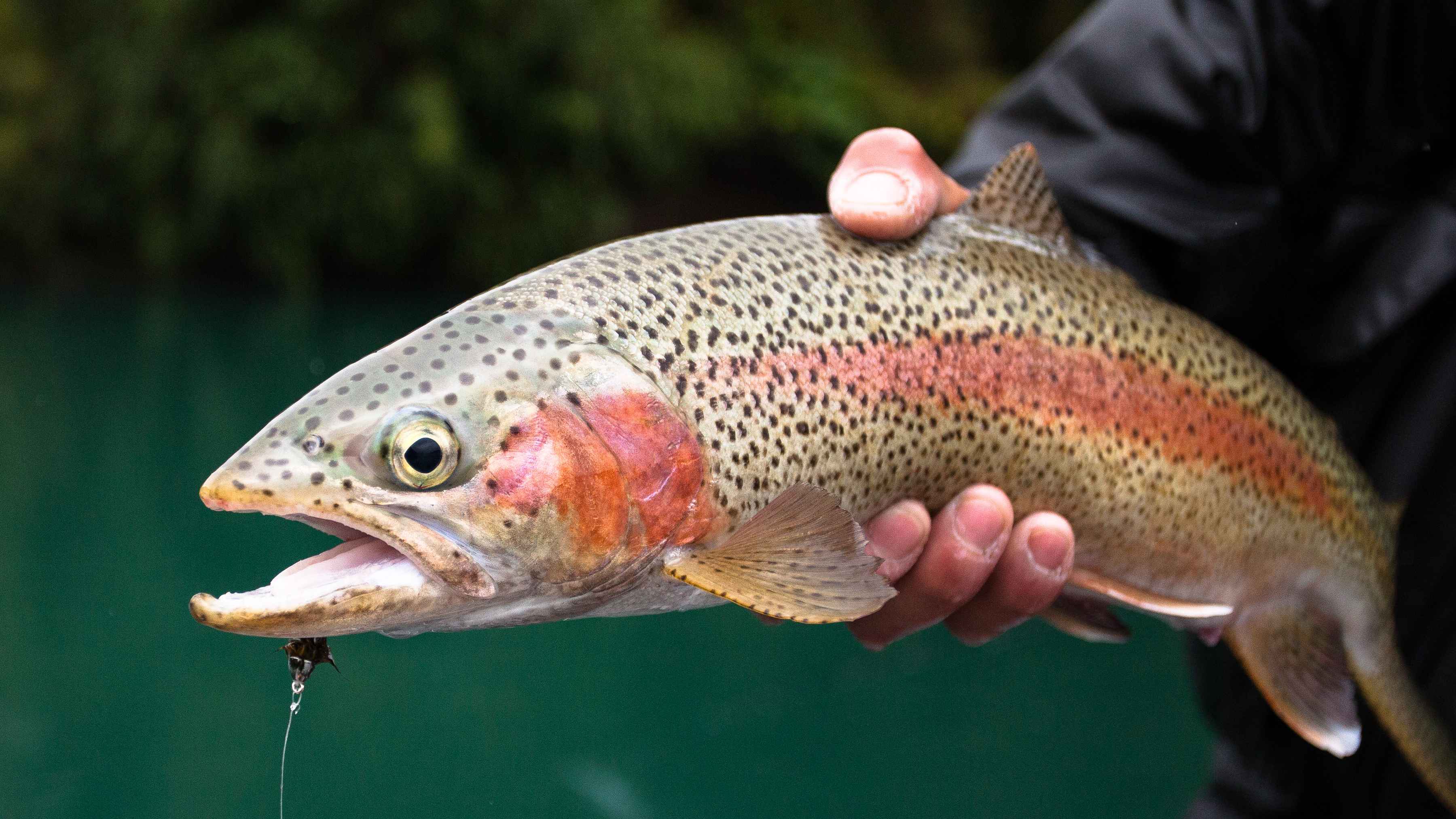 Photo: Chad Shmukler rainbow trout
