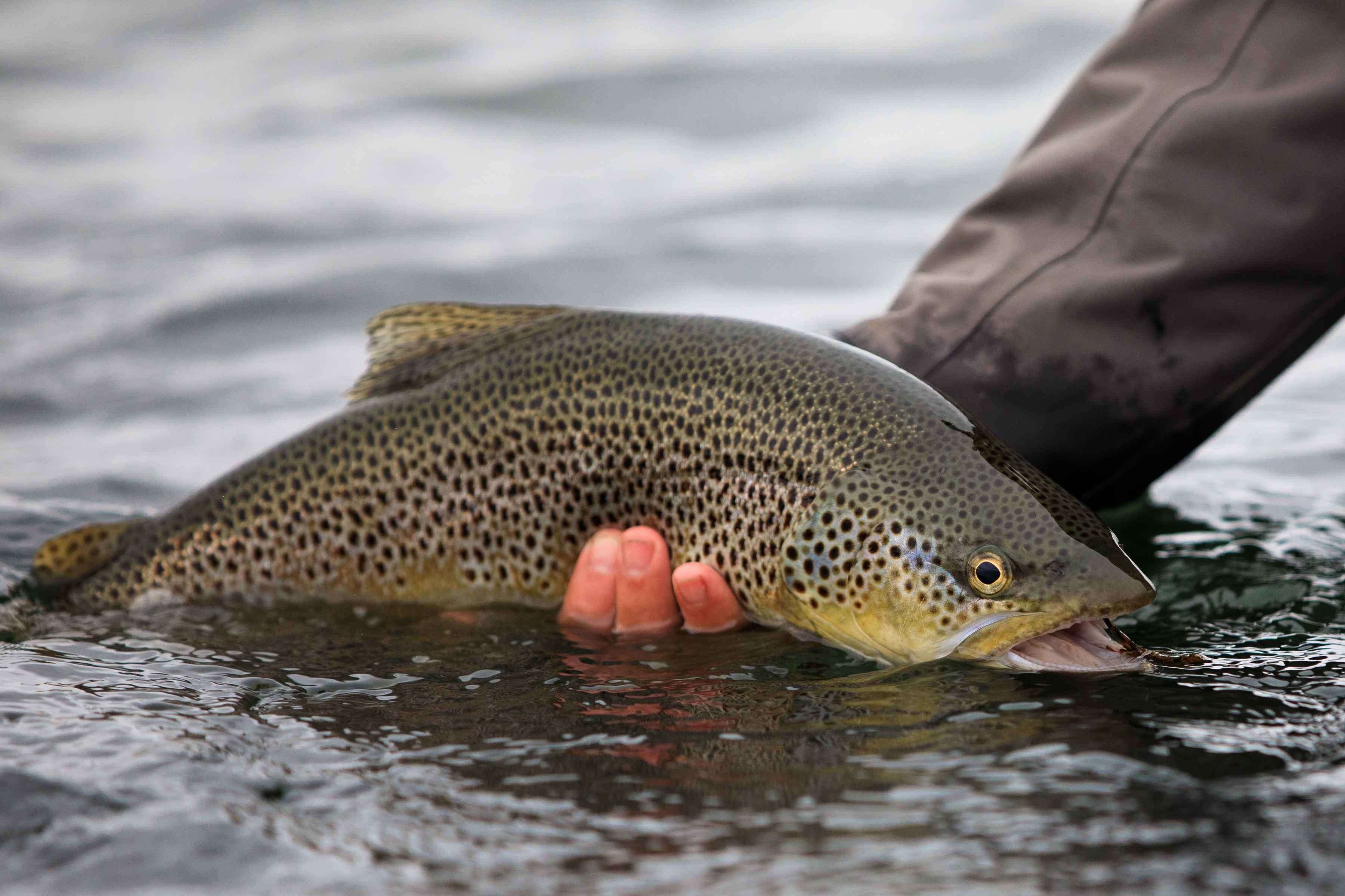 brown trout