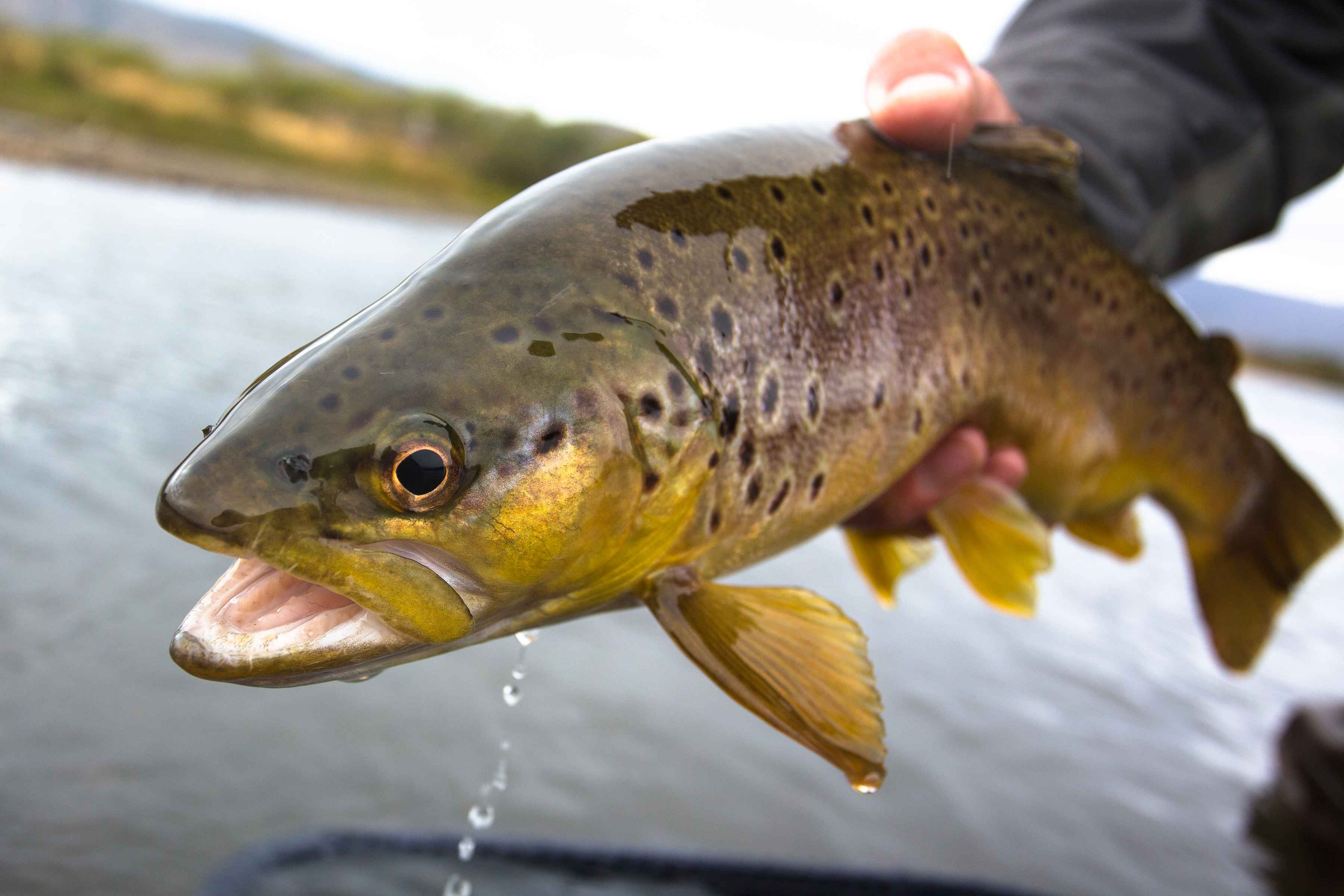 Brown Trout - Malleo River - Patagonia, Argentina