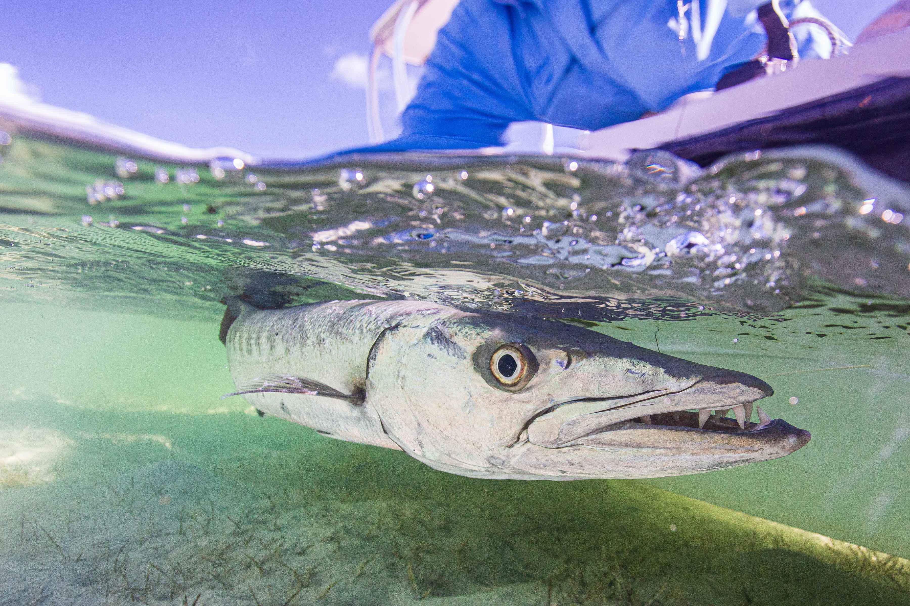 A Bahamas barracuda (photo: Chad Shmukler). barracuda fly fishing