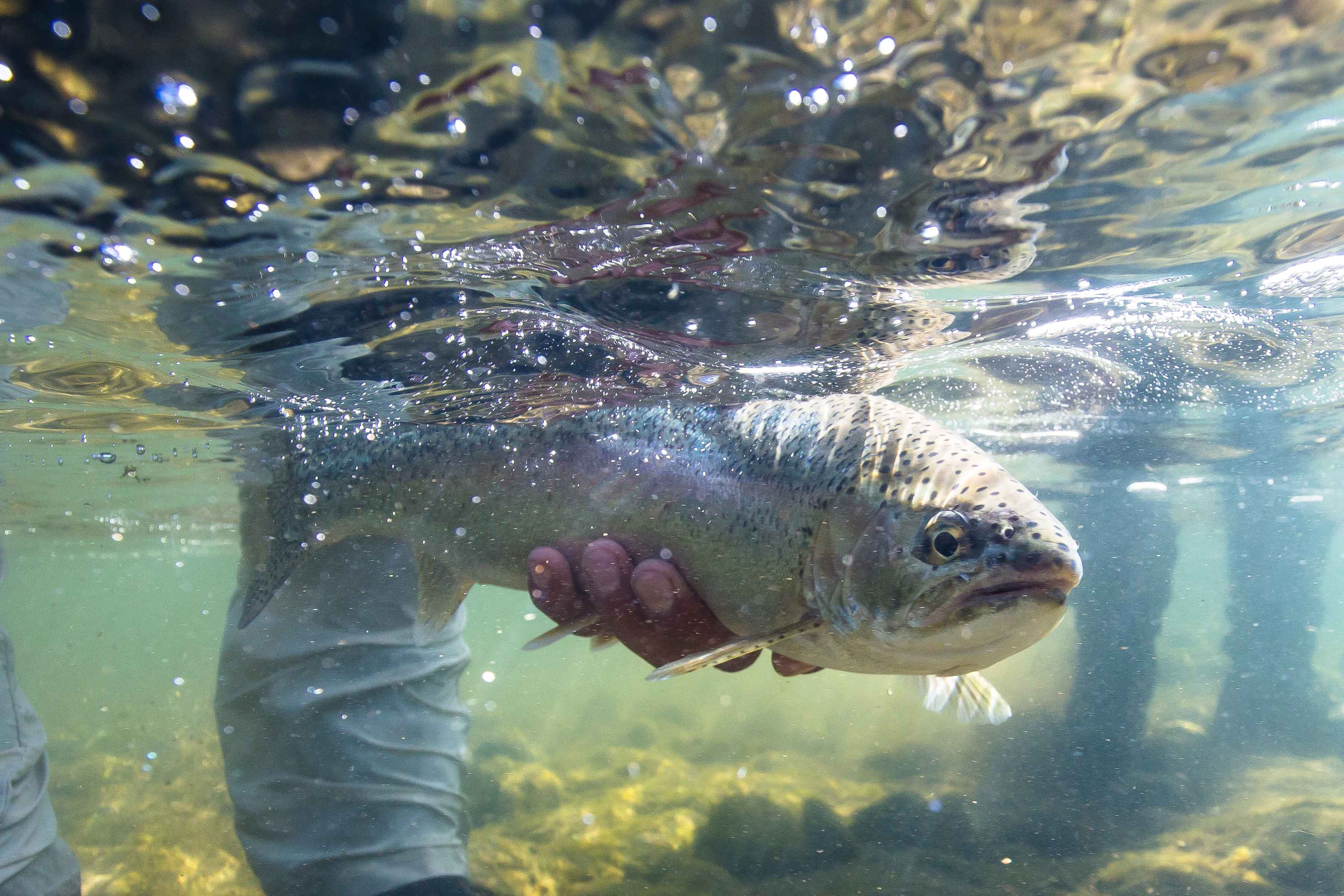 Releasing a plump Collon Cura rainbow (photo: Chad Shmukler). collon cura rainbow trout