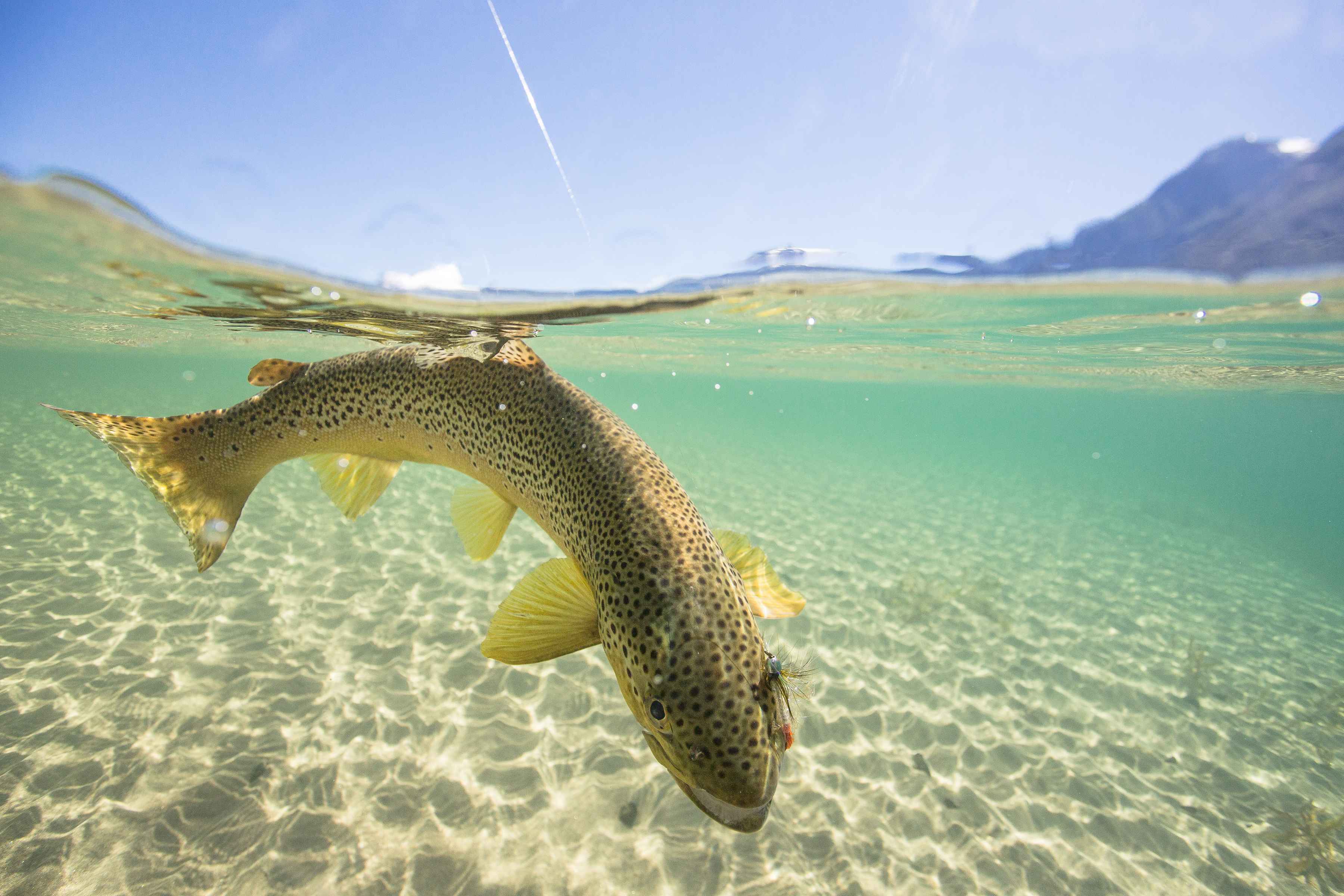Yelcho Lake Brown trout