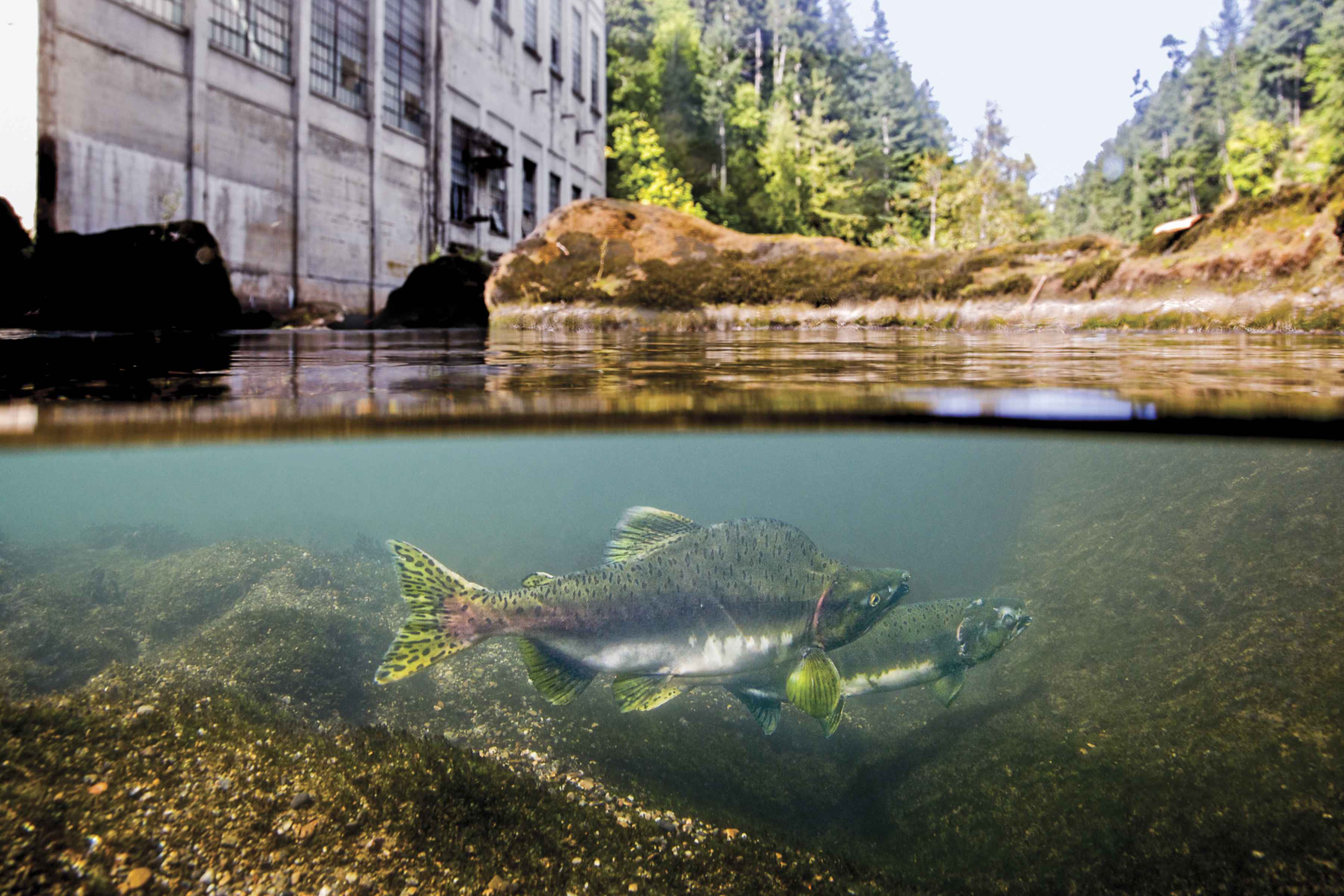 Prevented from migrating any further upstream, a spawning pair of pink salmon flirt over a gravel bed a stones throw from the now removed Elwha Dam powerhouse in a scene from DAMNATION elwha dam damnation film