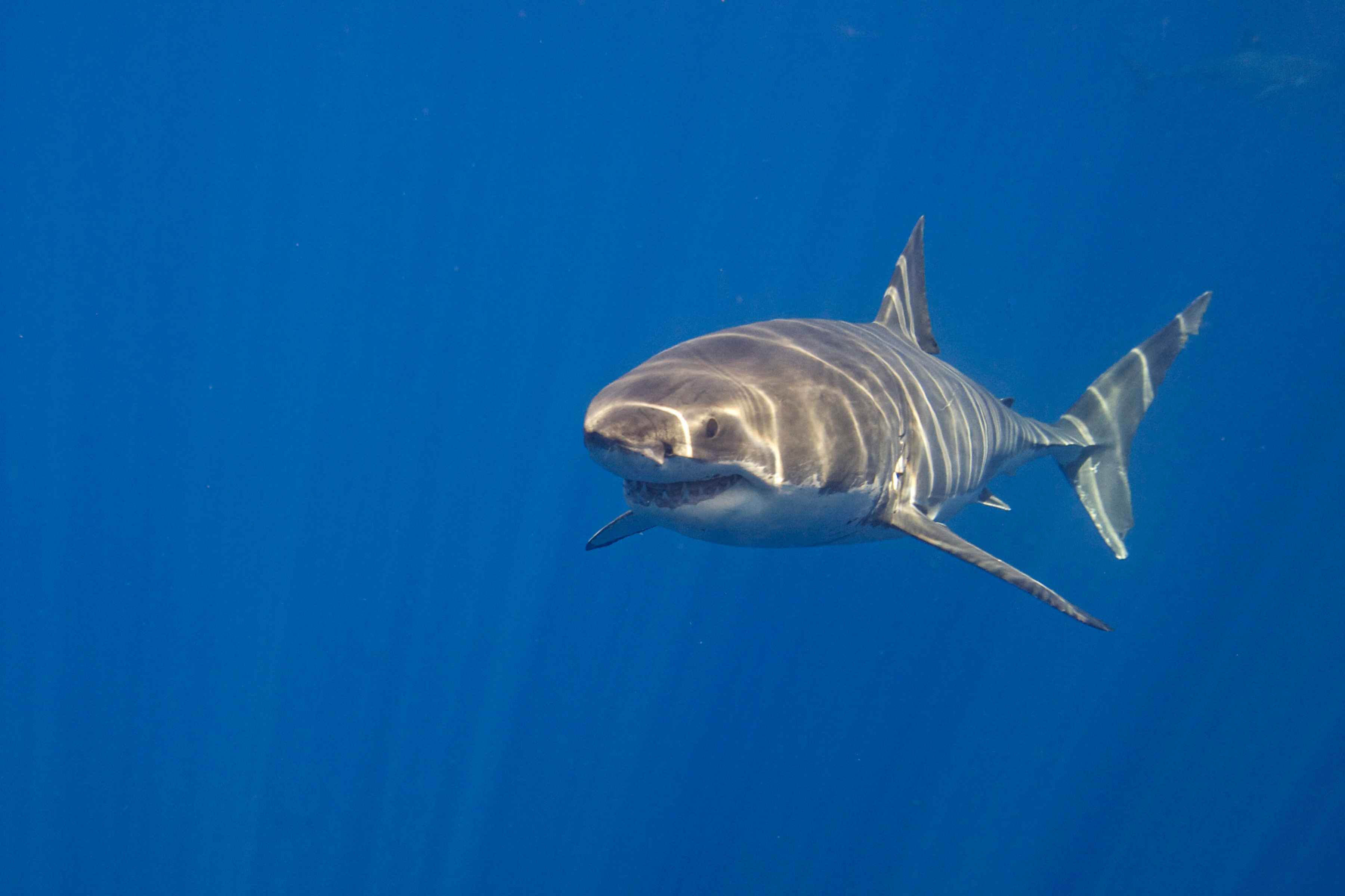 A great white shark (photo: Elias Levy / cc2.0). great white shark
