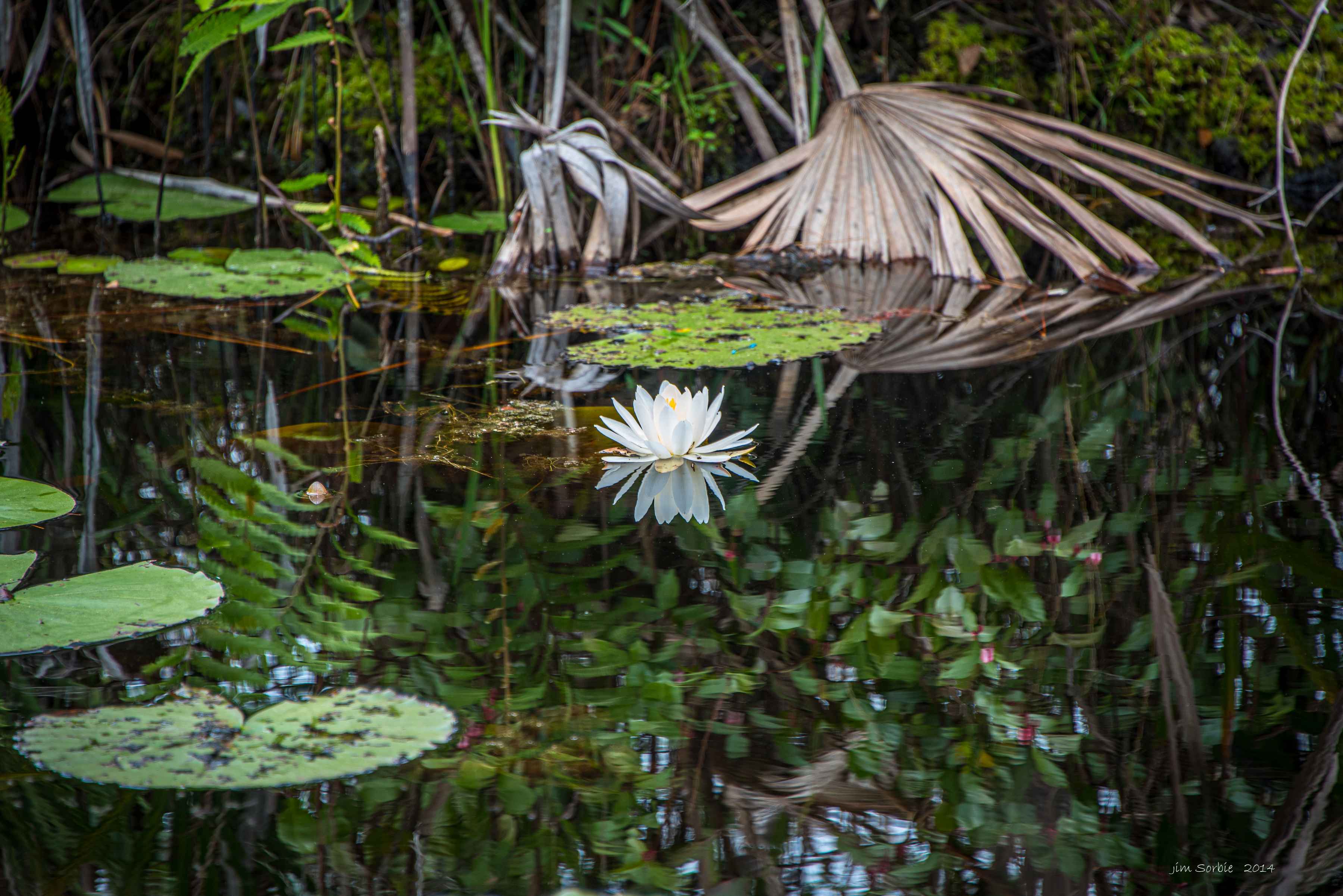 Photo: Jim Sorbie / cc2.0 okefenokee swamp