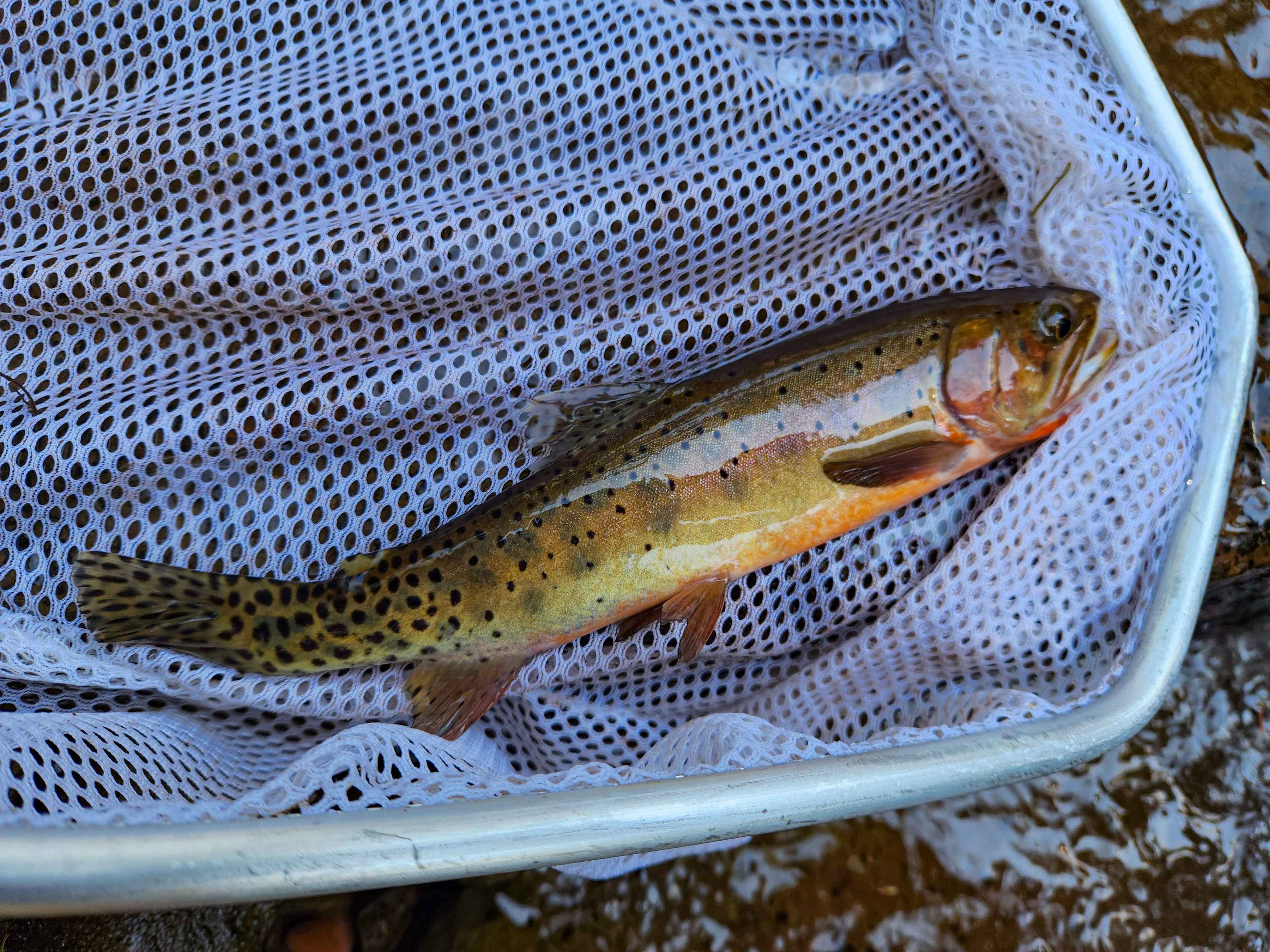 biologists rescue uncompahgre colorado river cutthroat trout