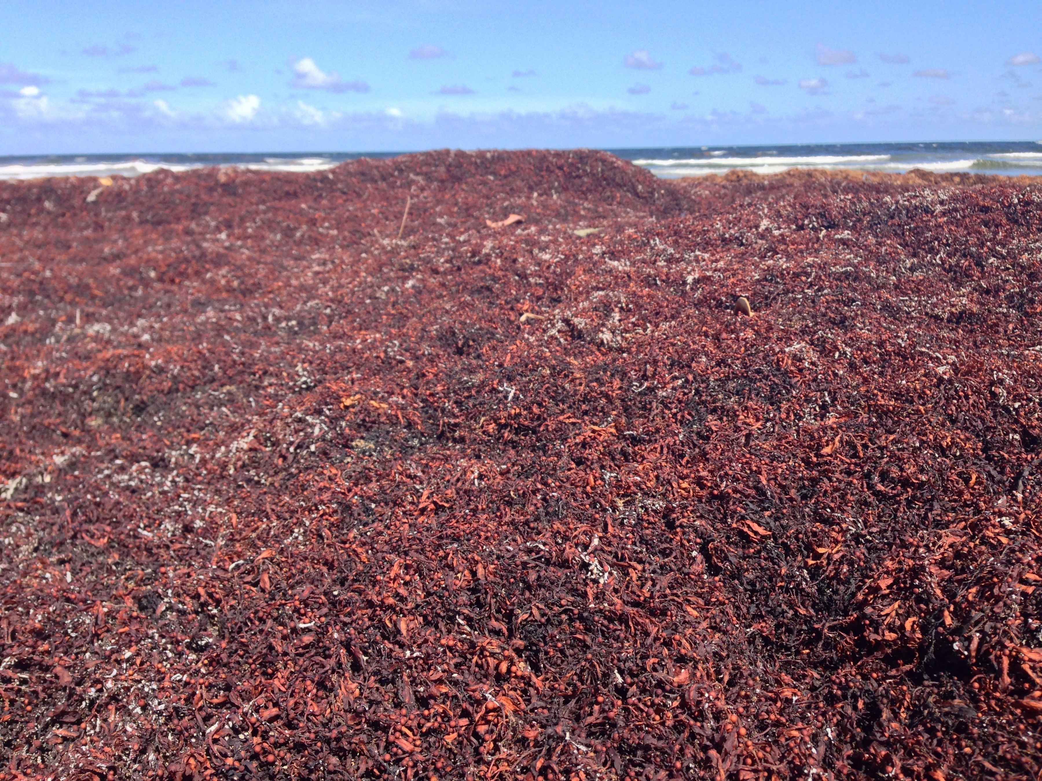 Sargassum piles up on a Tobago beach (photo: RJ Sinomine / cc2.0). sargassum tobago beach