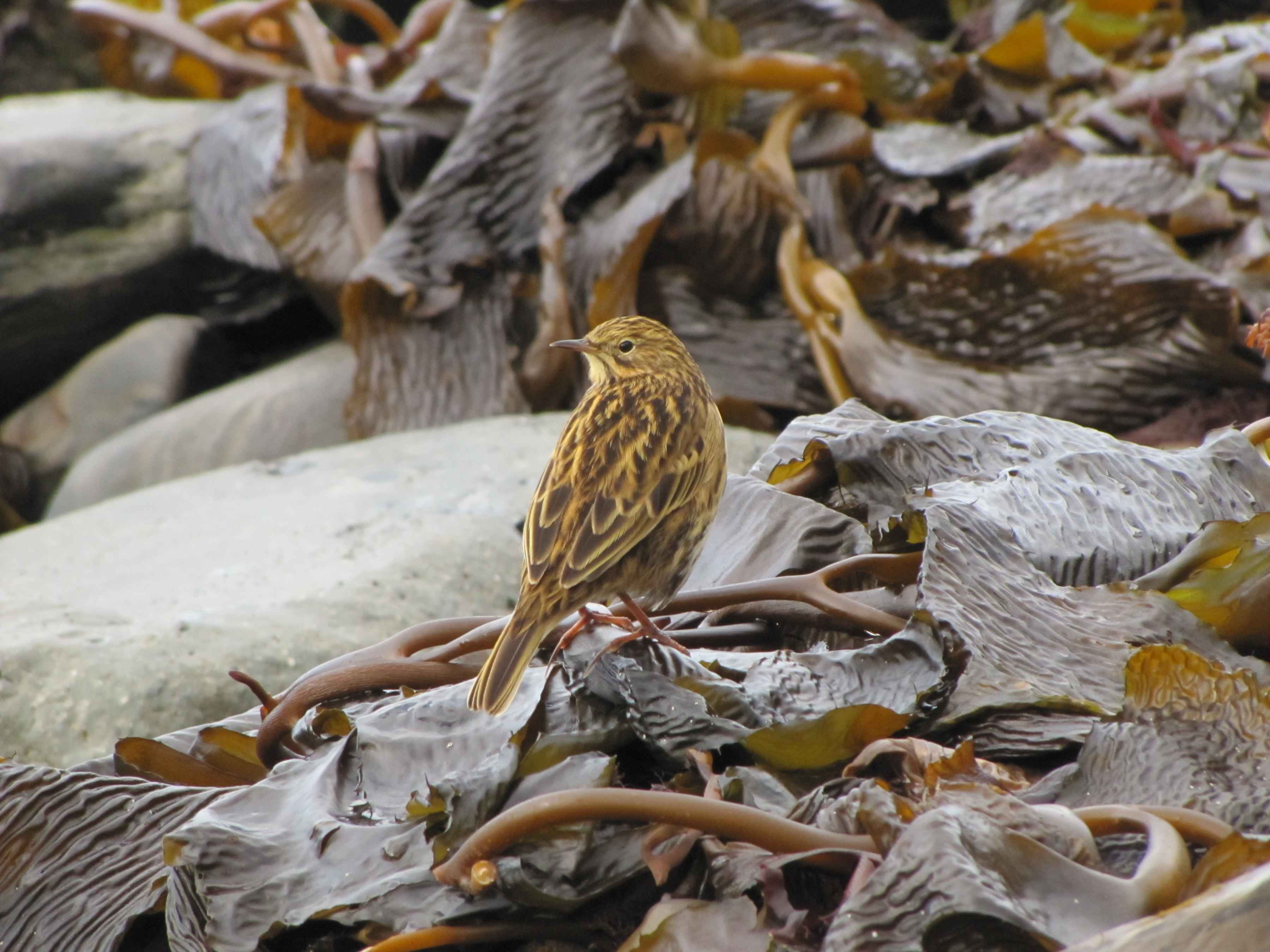 A South Georgia pipit