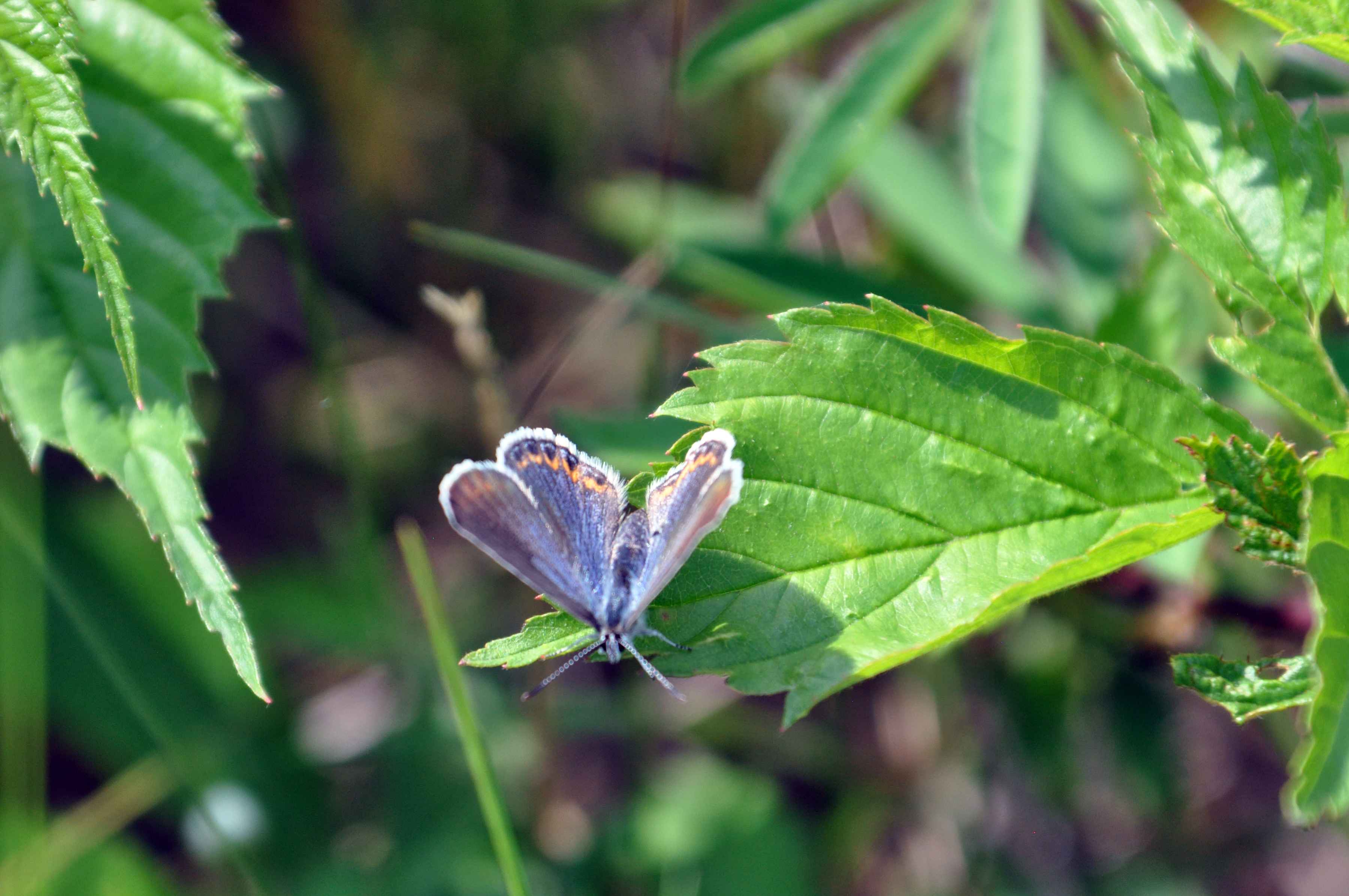 The female Karner Blue Butterfly (photo: USFWS). female karner blue butterfly