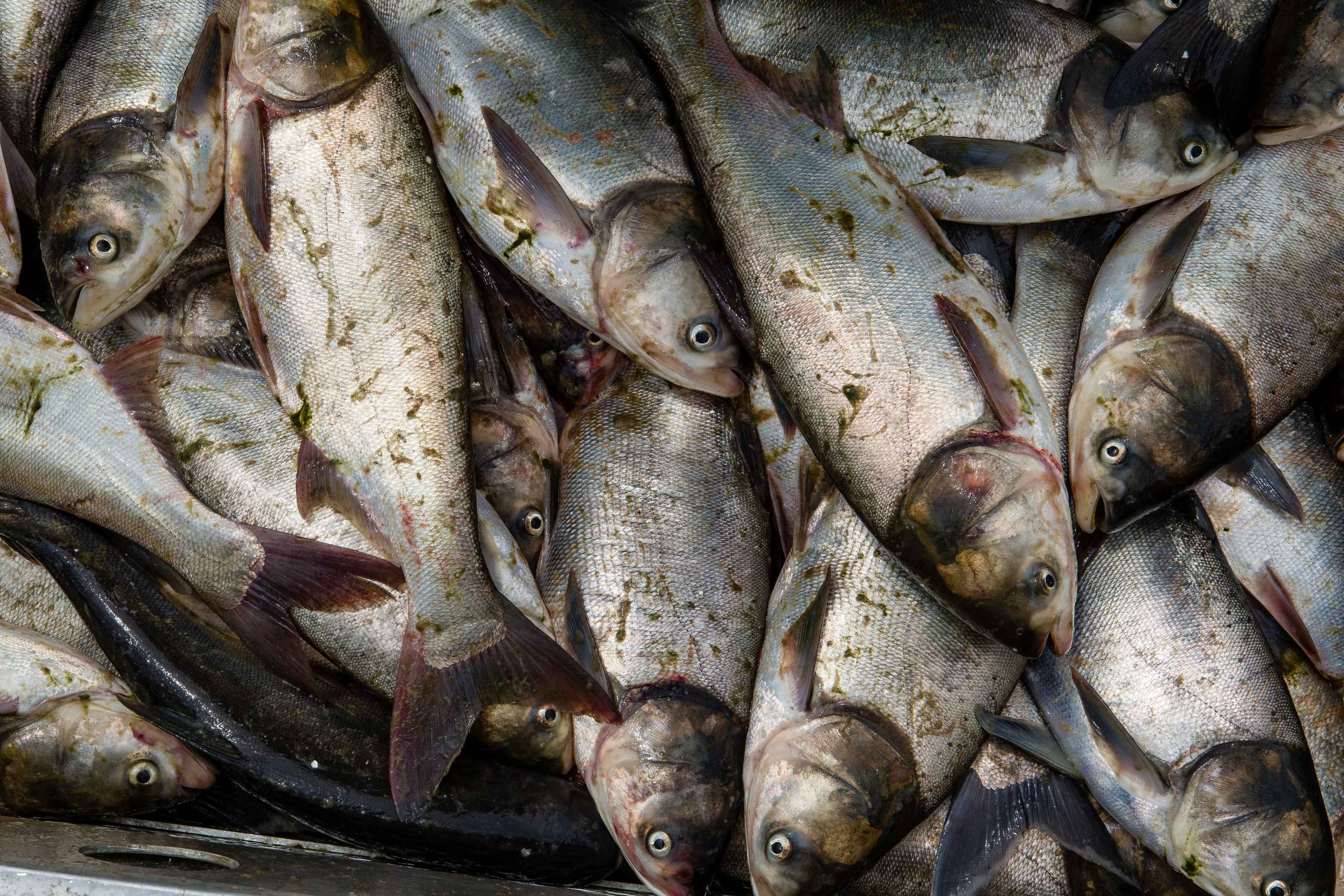 silver carp illinois