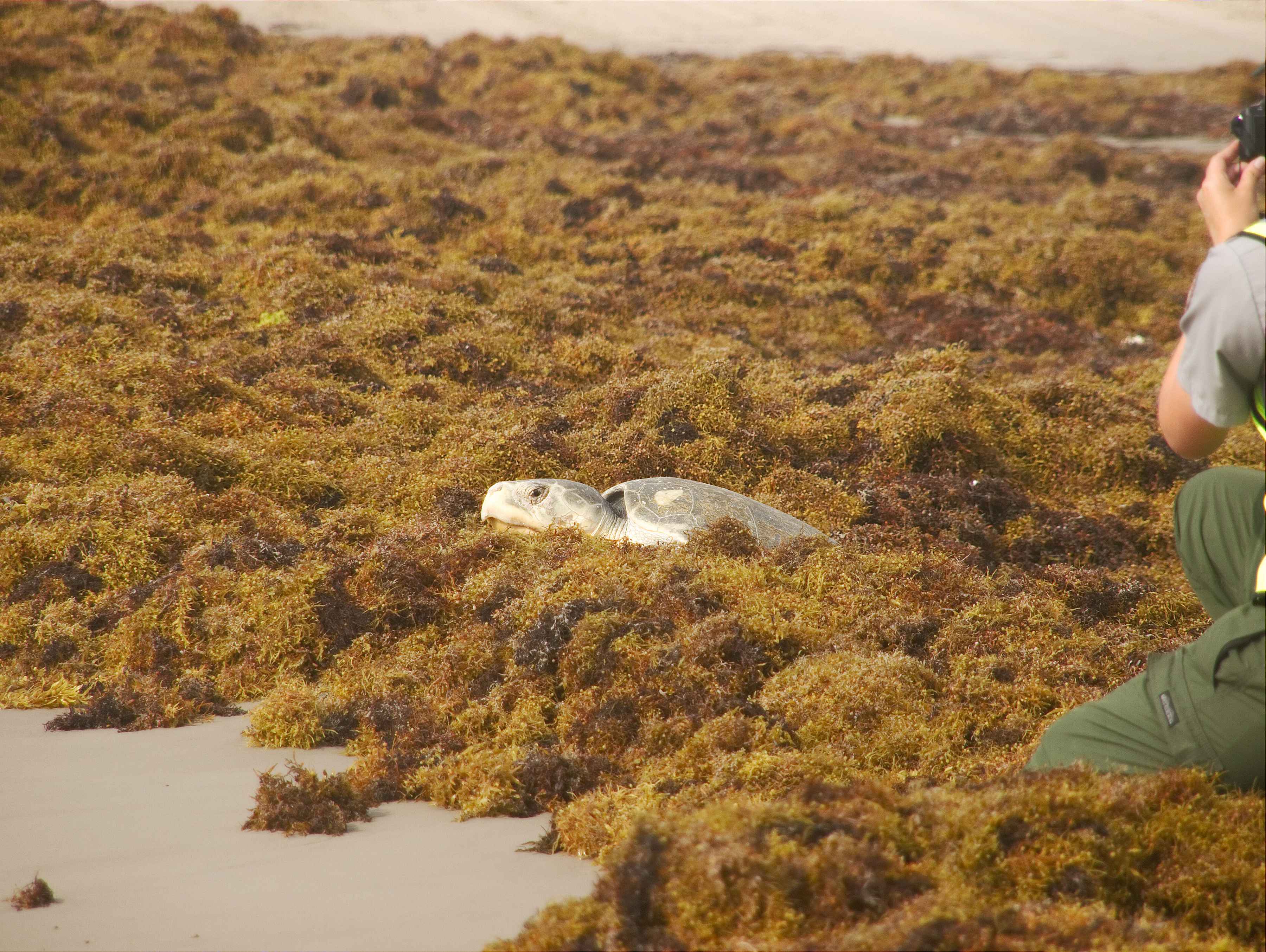 Photo: Terry Ross / cc2.0 sargassum turtle