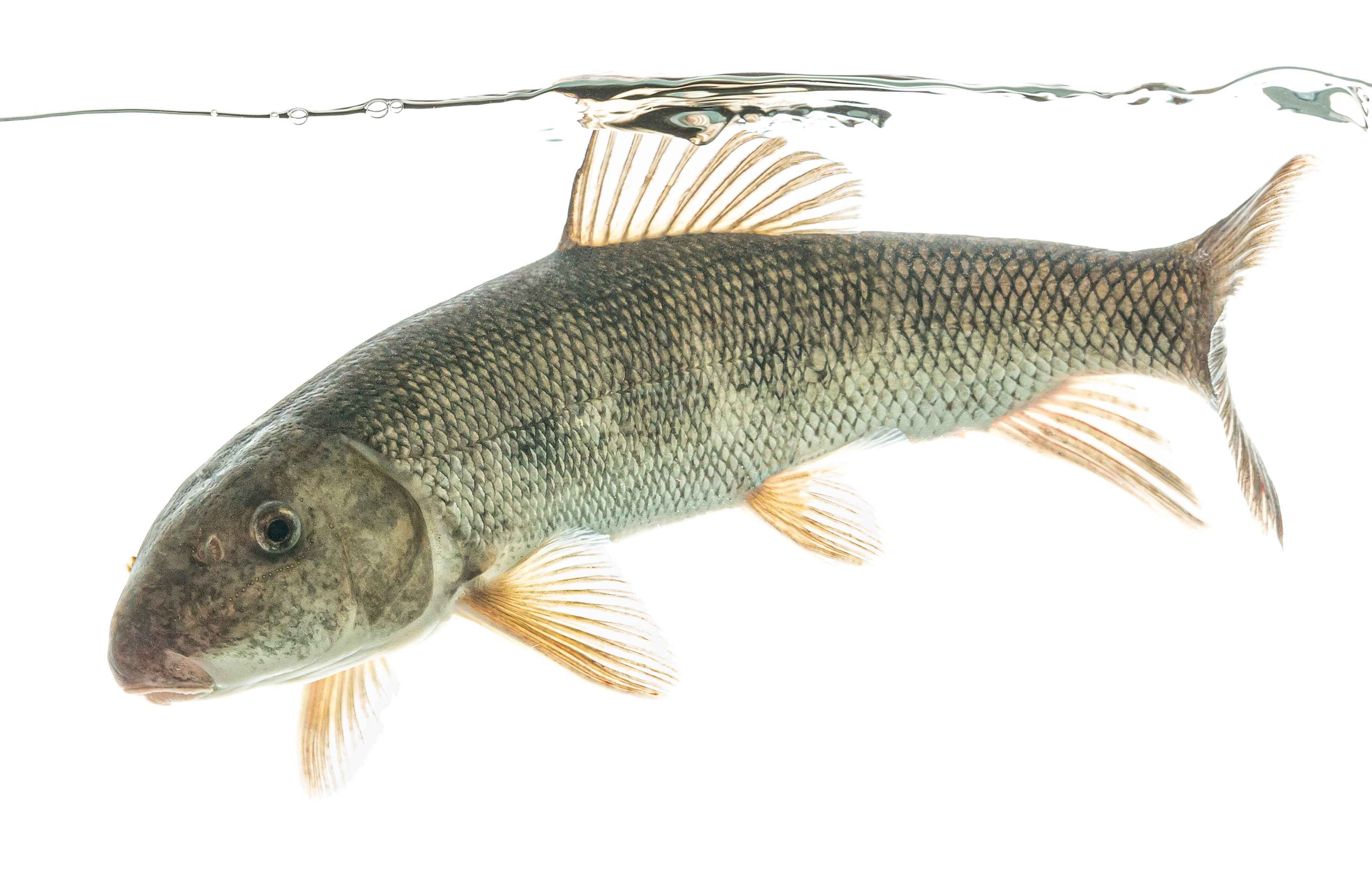The white sucker (photo: USFWS). white sucker