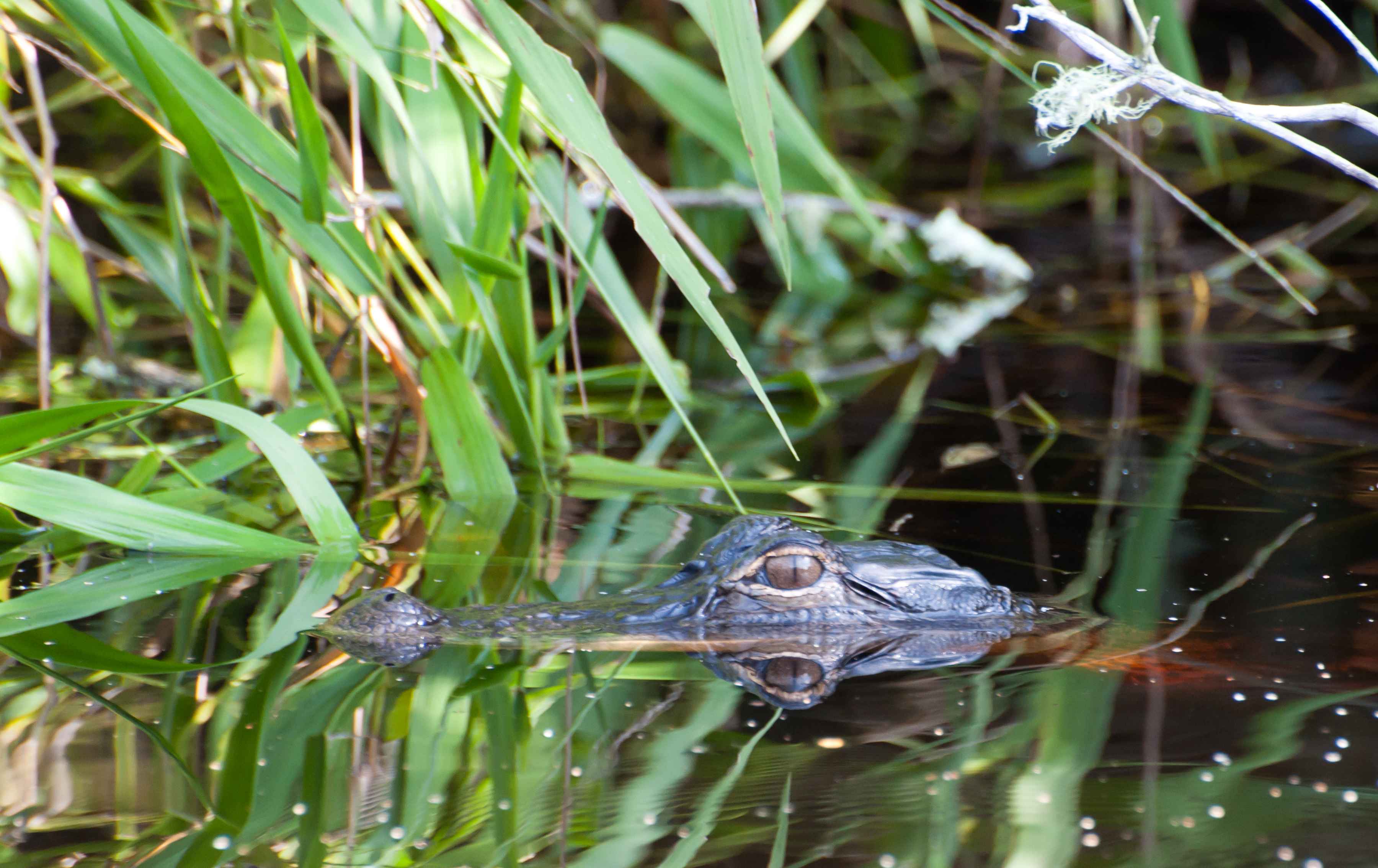 An Okefenokee alligato