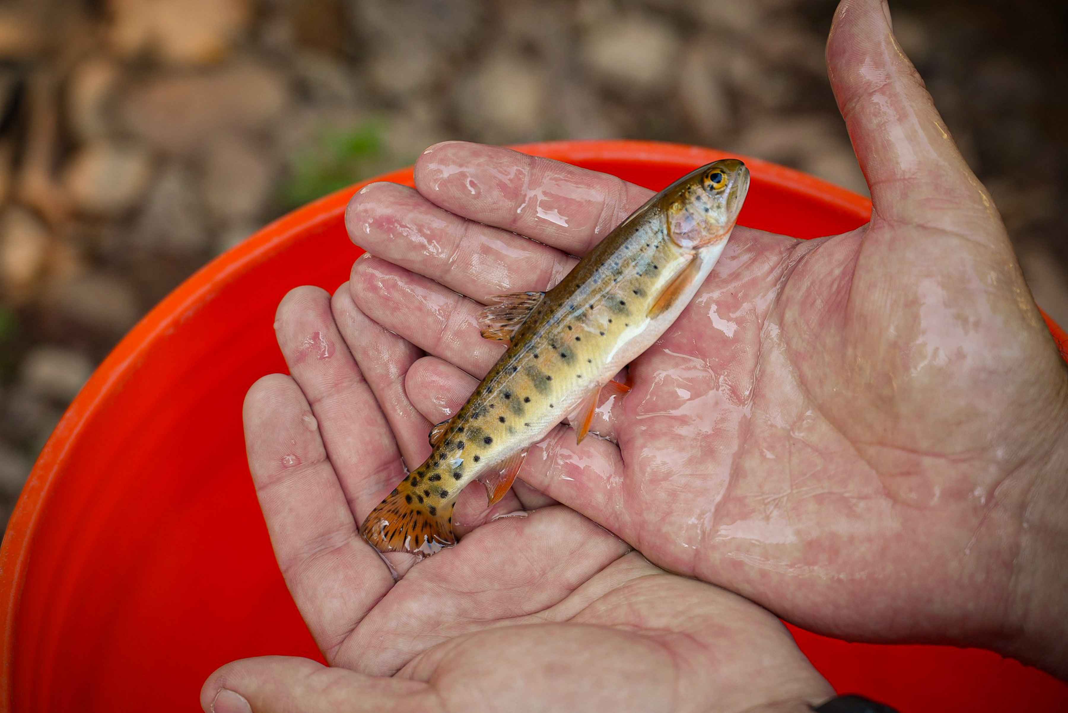 biologists rescue uncompahgre colorado river cutthroat trout