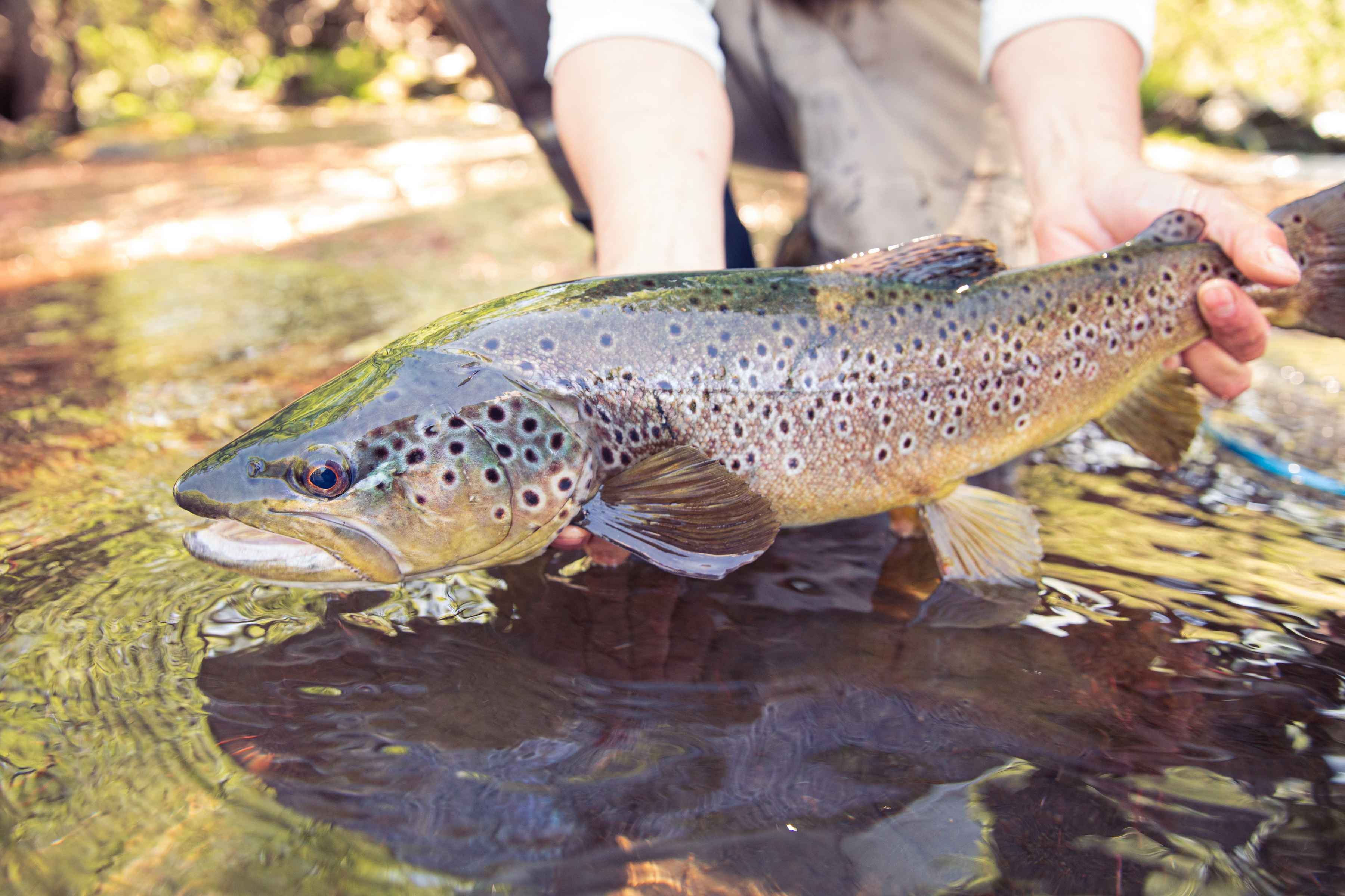 trophy Rio Malleo brown trout