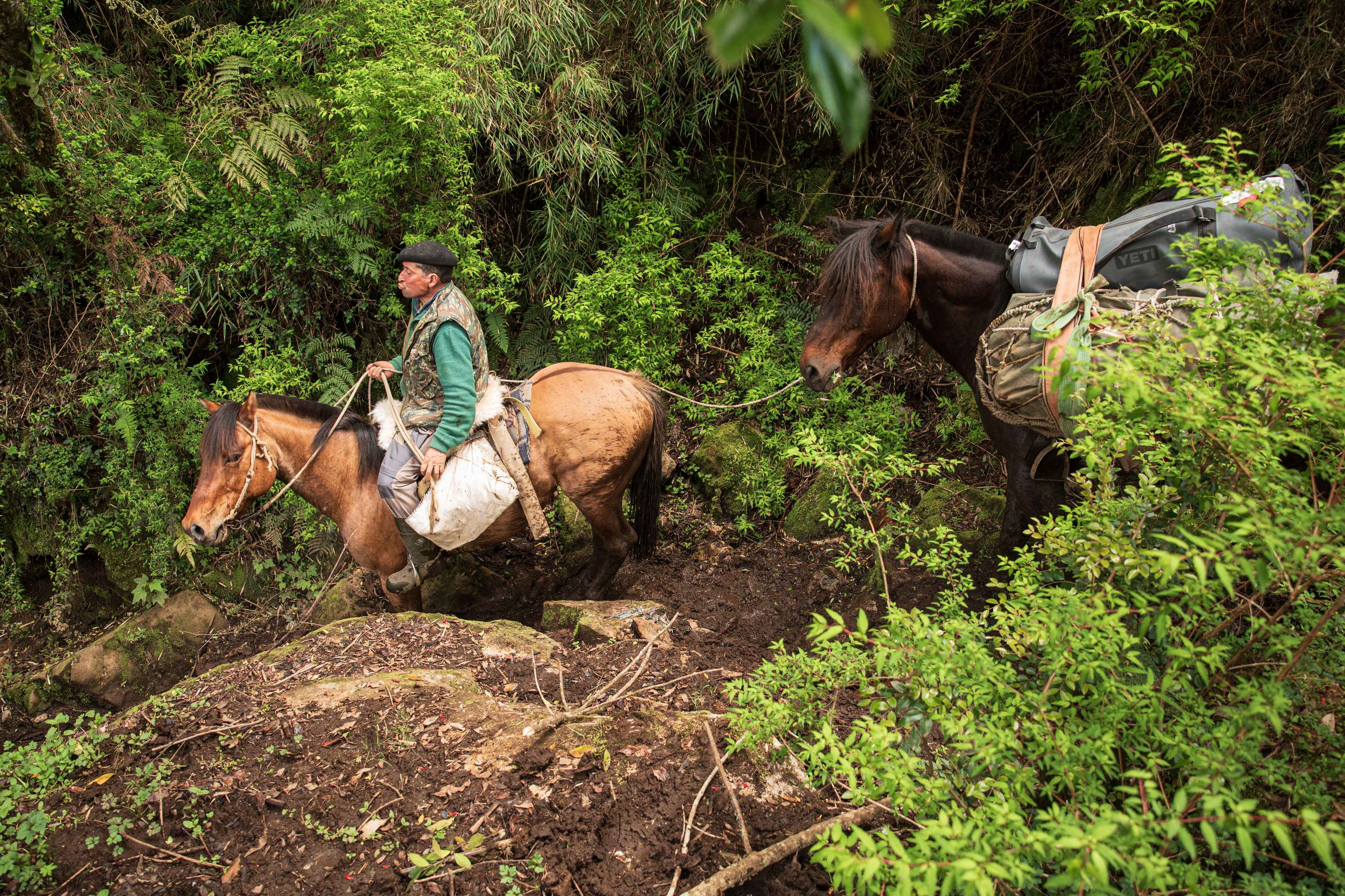 chile packhorses patagonia