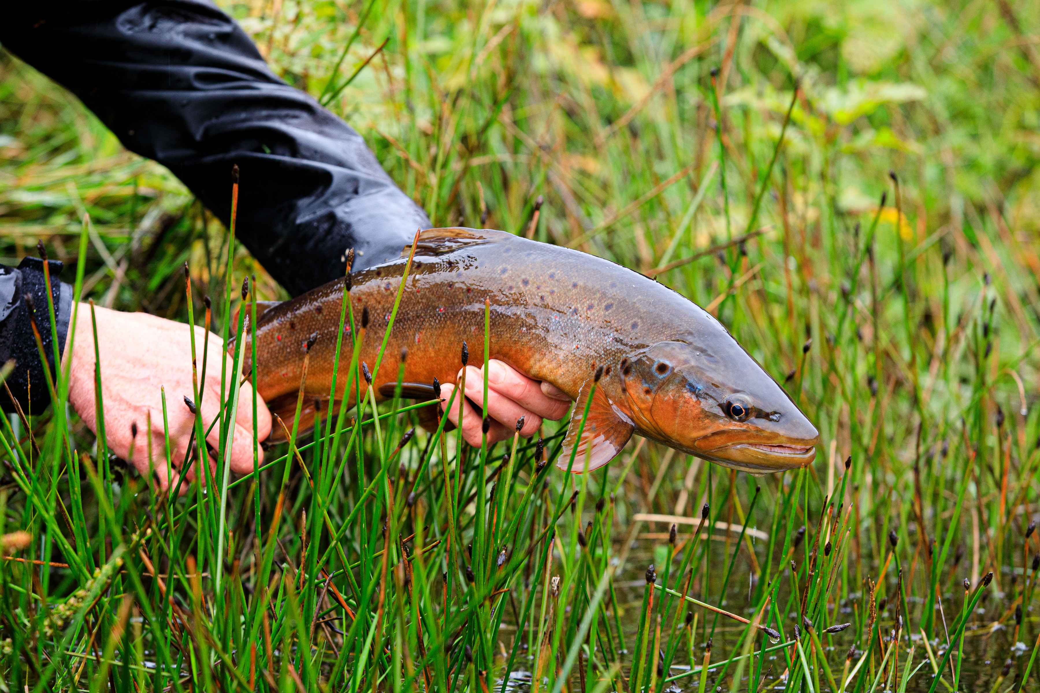 Photo: Chad Shmukler river of dreams brown trout | spring creek | chile | patagonia